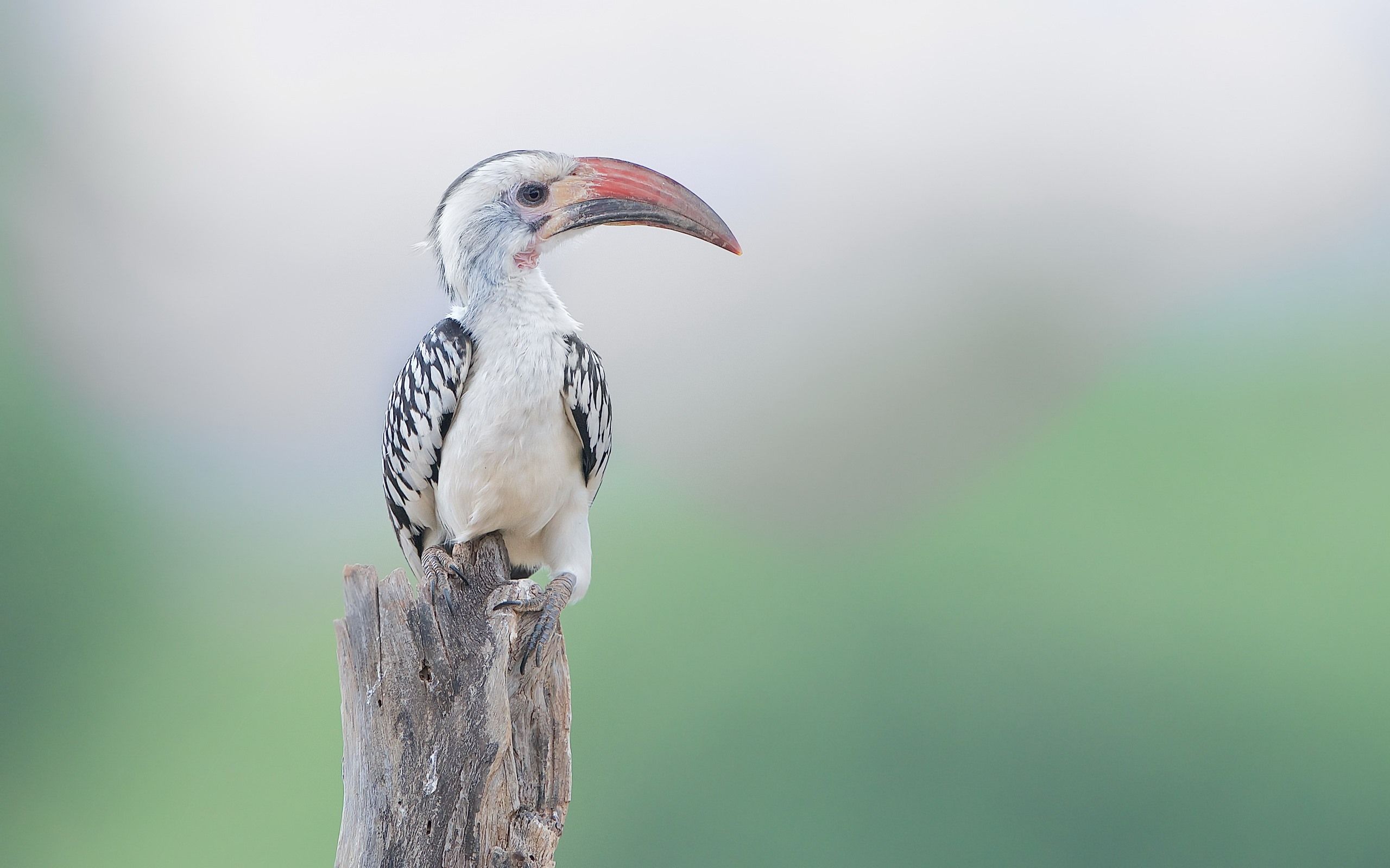 2560x1600 Red Billed Hornbill, Bird, Stump 750x1334 IPhone 8 7 6 6S Wallpaper, Background, Picture, Image