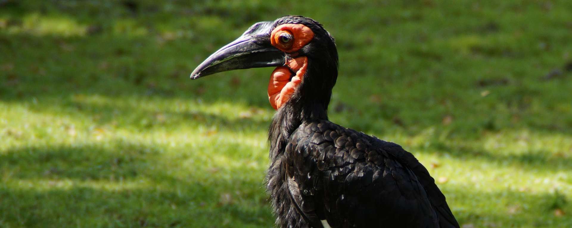 1920x768 Hornbill, Southern Ground