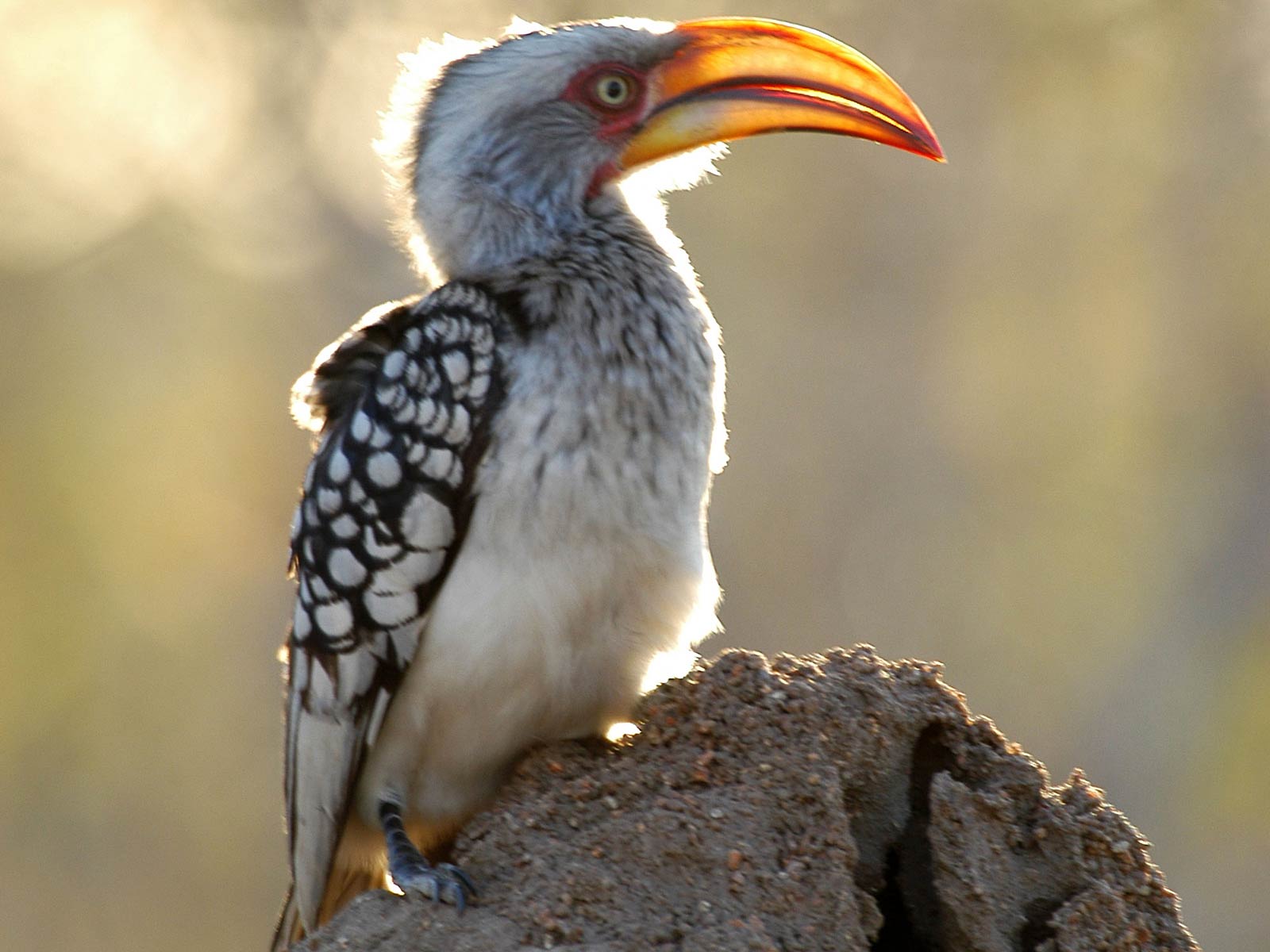 1600x1200 Yellow Billed Hornbill Wallpaper