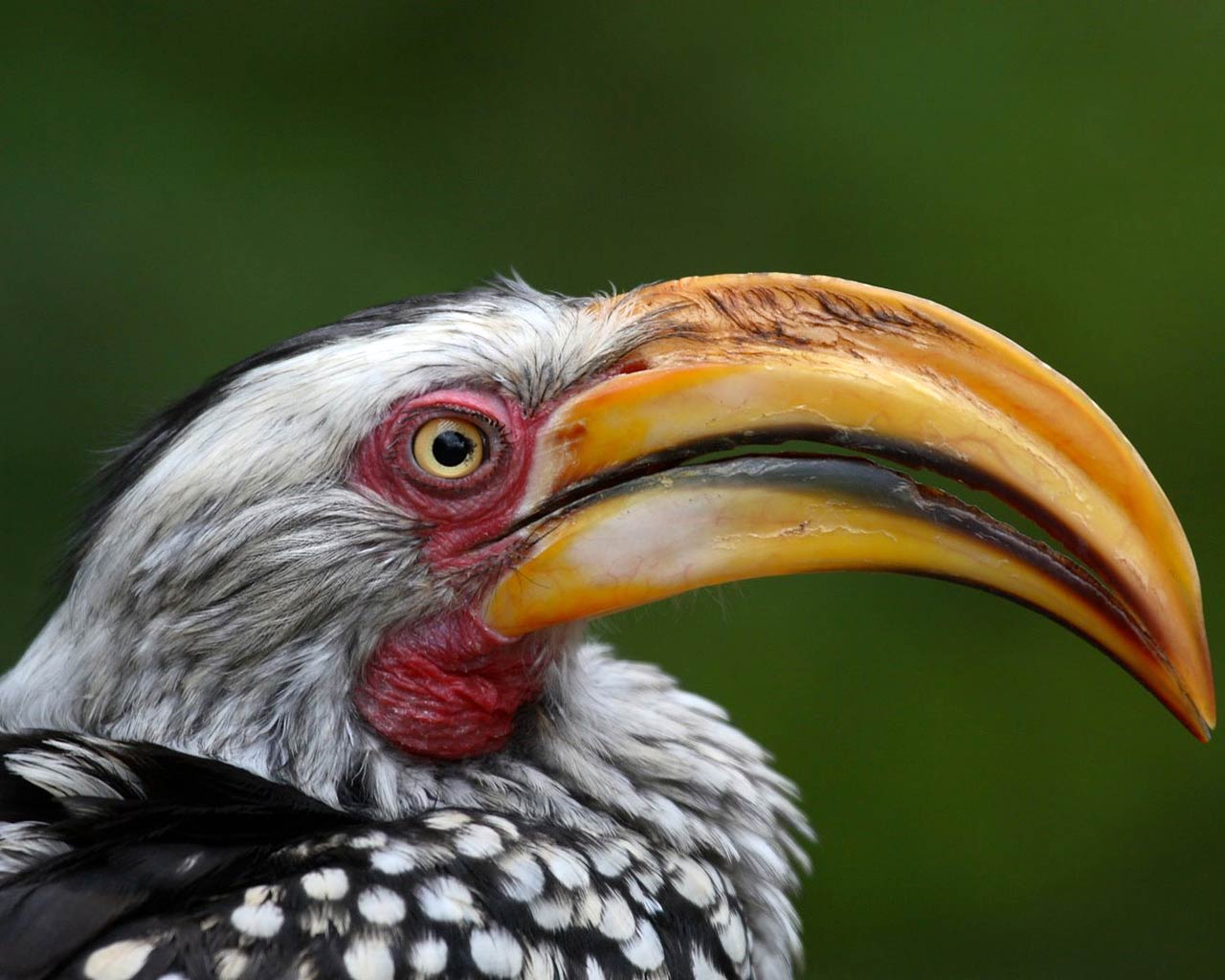 1280x1024 Free download Read more information about the Yellow billed hornbill [1280x1024] for your Desktop, Mobile & Tablet. Explore The Yellow Wallpaper Facts. The Yellow Wallpaper Analysis, The Yellow Wallpaper
