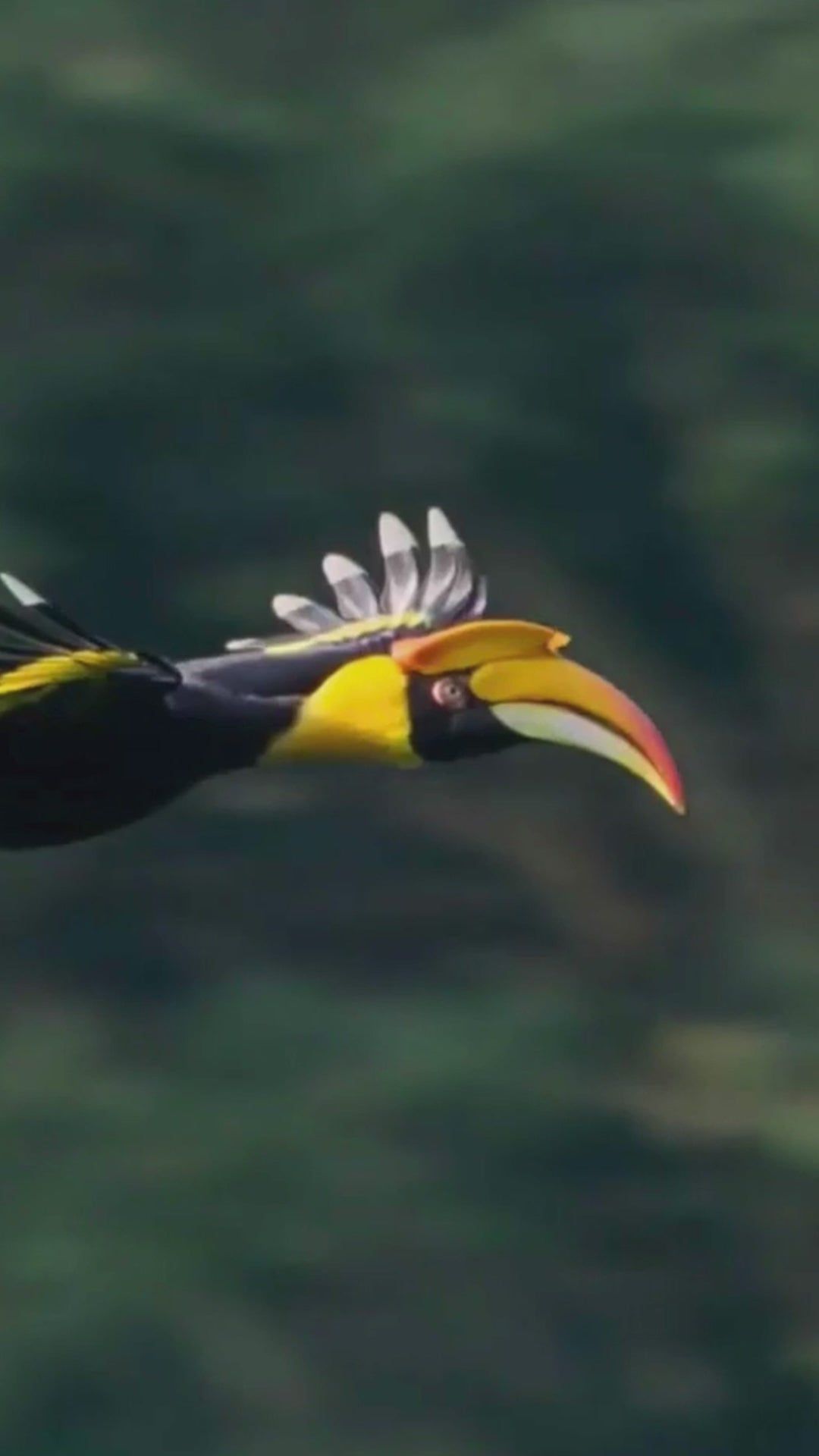 1080x1920 Wooden hornbill statue from Borneo