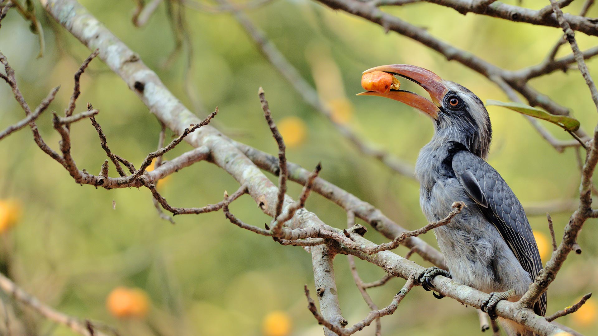 1920x1080 Hornbill India
