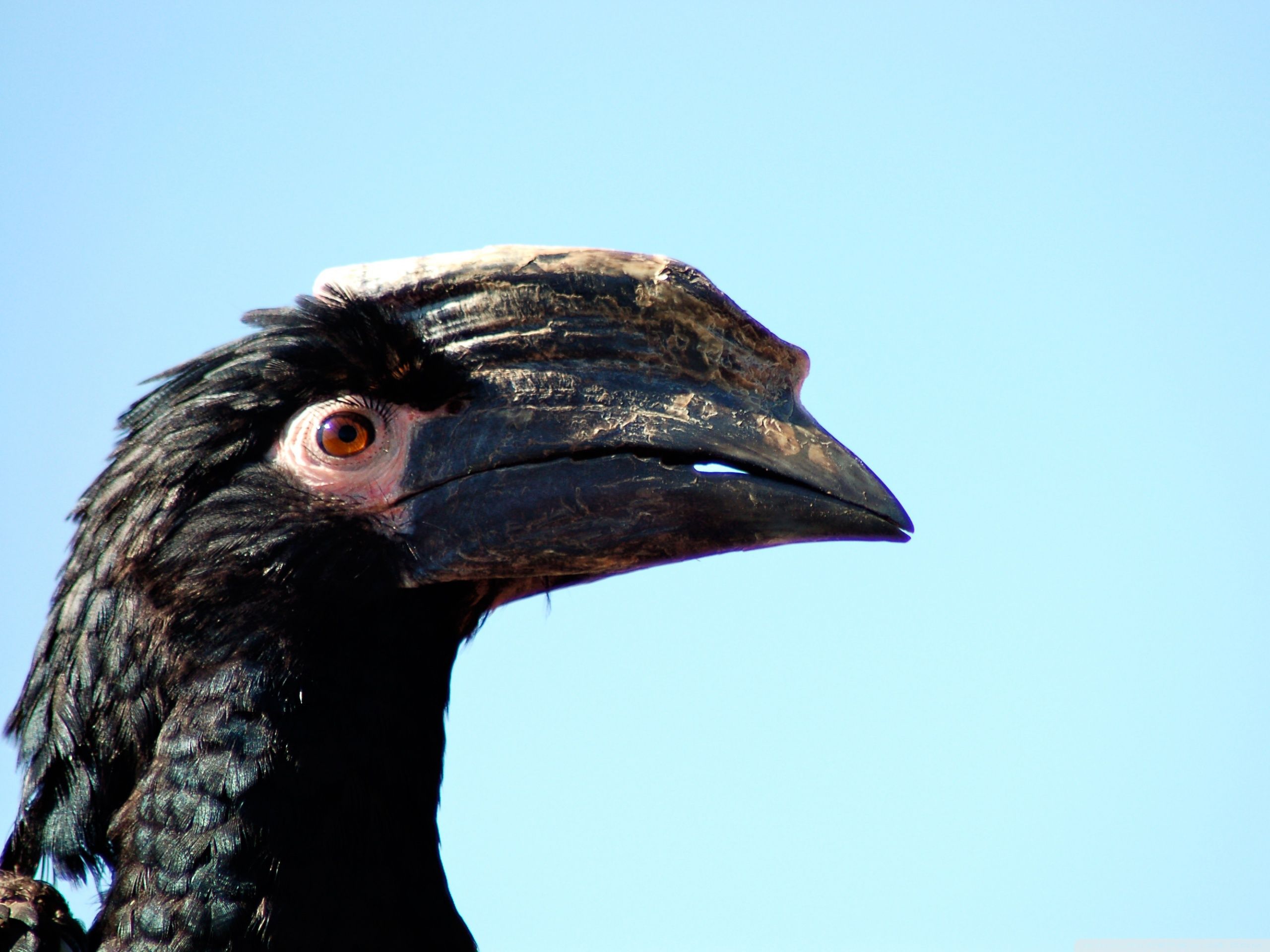 2560x1920 African Hornbill Ultra HD Desktop Background Wallpaper for 4K UHD TV : Widescreen & UltraWide Desktop & Laptop : Multi Display, Dual Monitor : Tablet