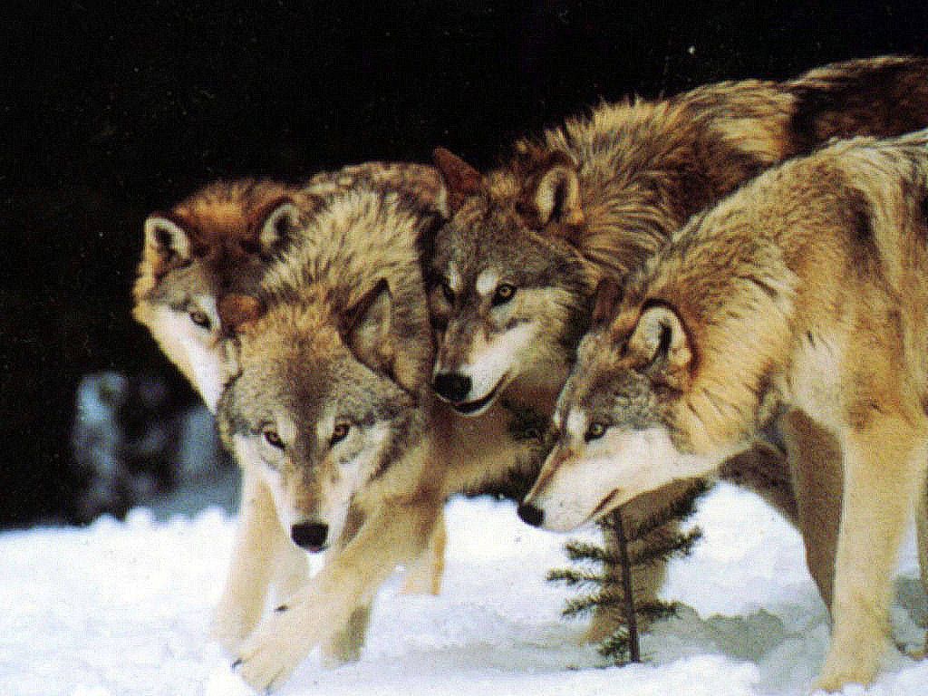 1024x768 Pack of Wolves Wallpaper