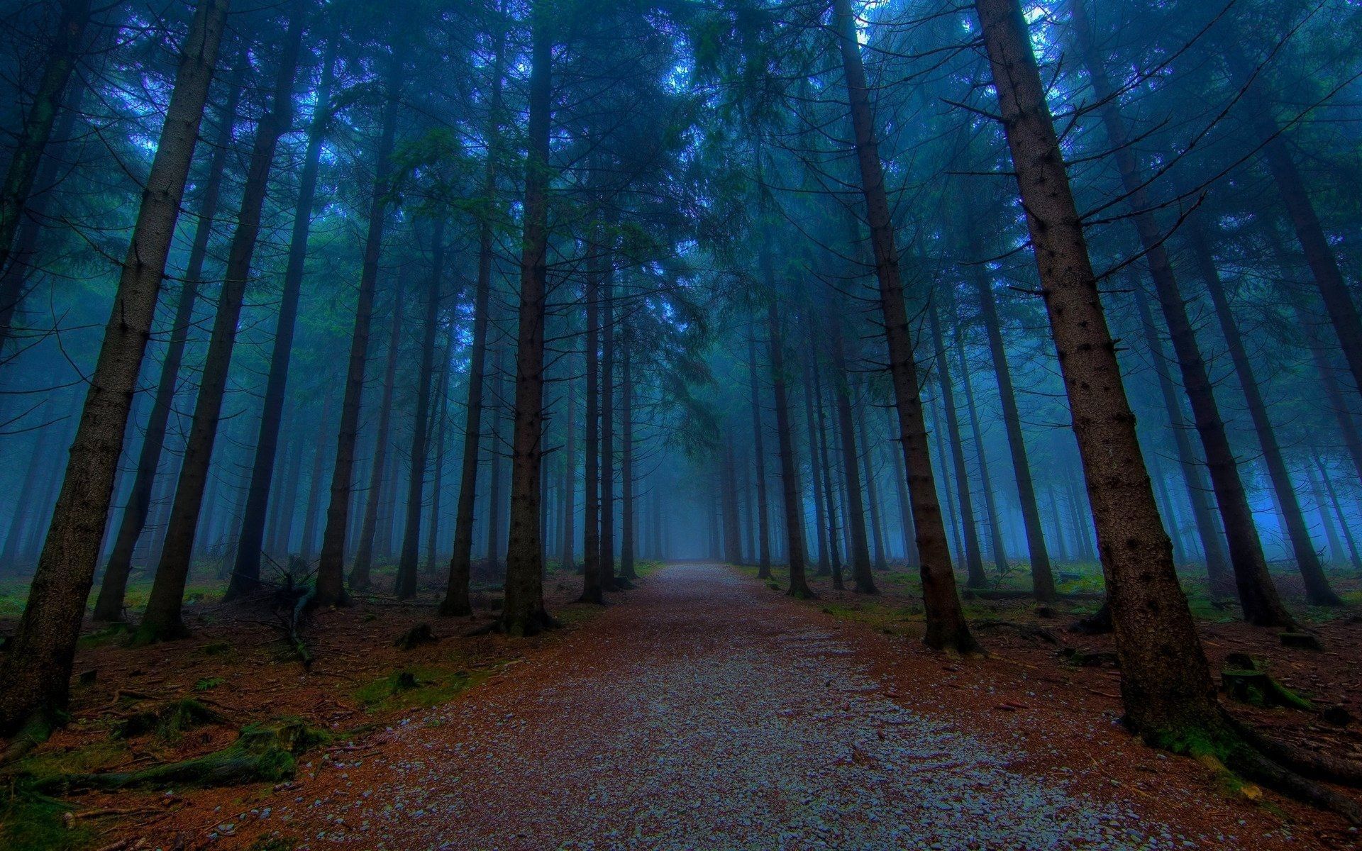 1920x1200 Twilight forest Wallpaper Download