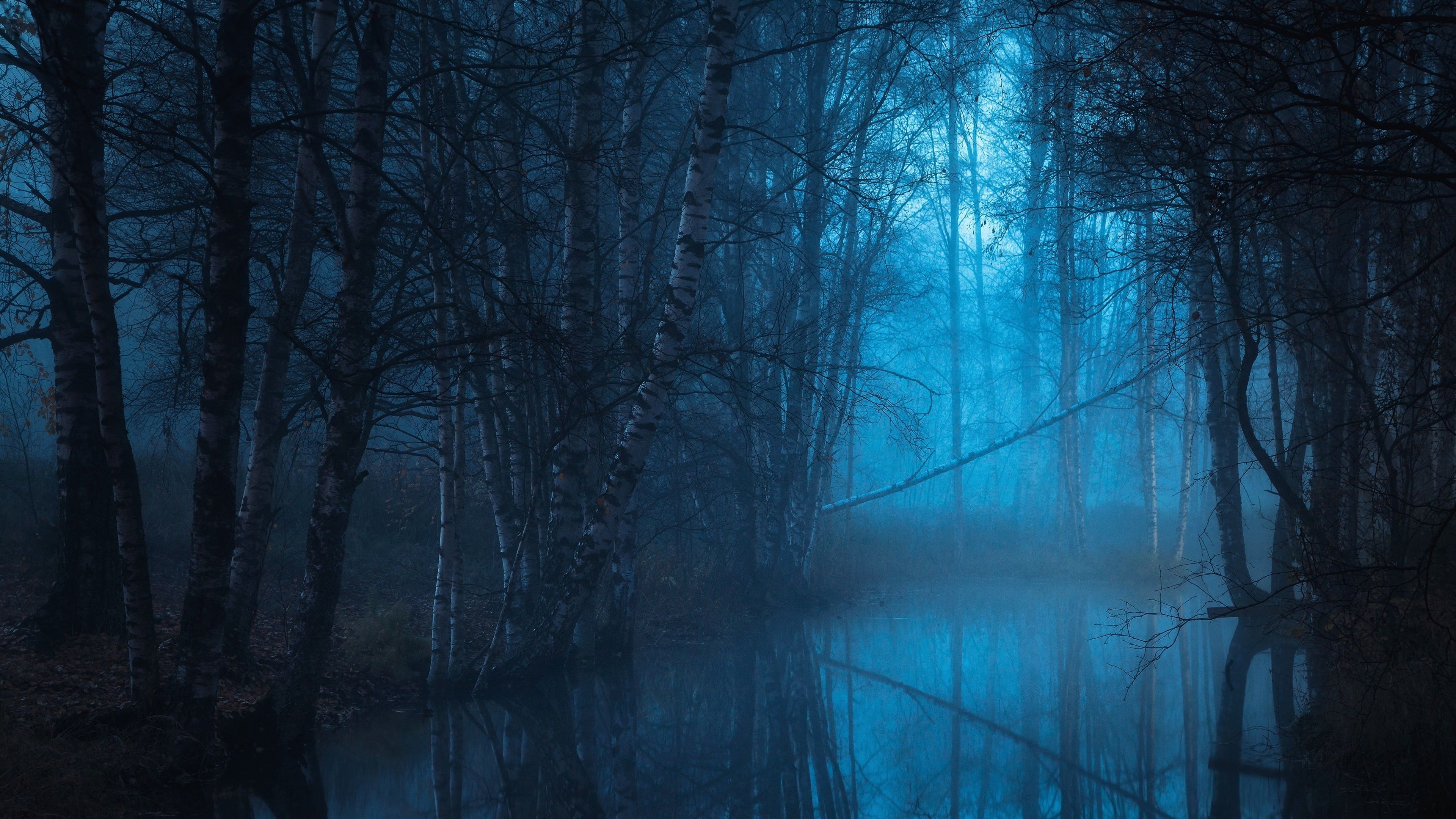 3840x2160 Wallpaper / twilight, woodland, 4K, tree, blue landscape, water, swamp, blue hour, forest, wetland, riparian forest, darkness free download