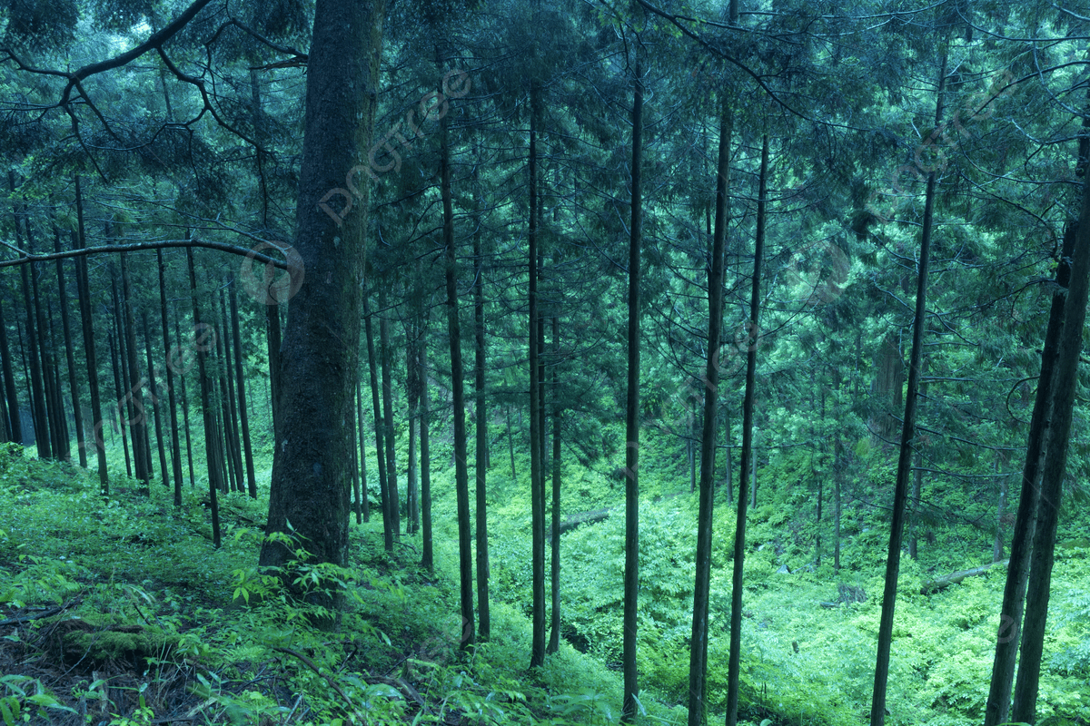 1200x800 Deep Twilight Forest Forest Scenic Twilight Photo Background And Picture For Free Download