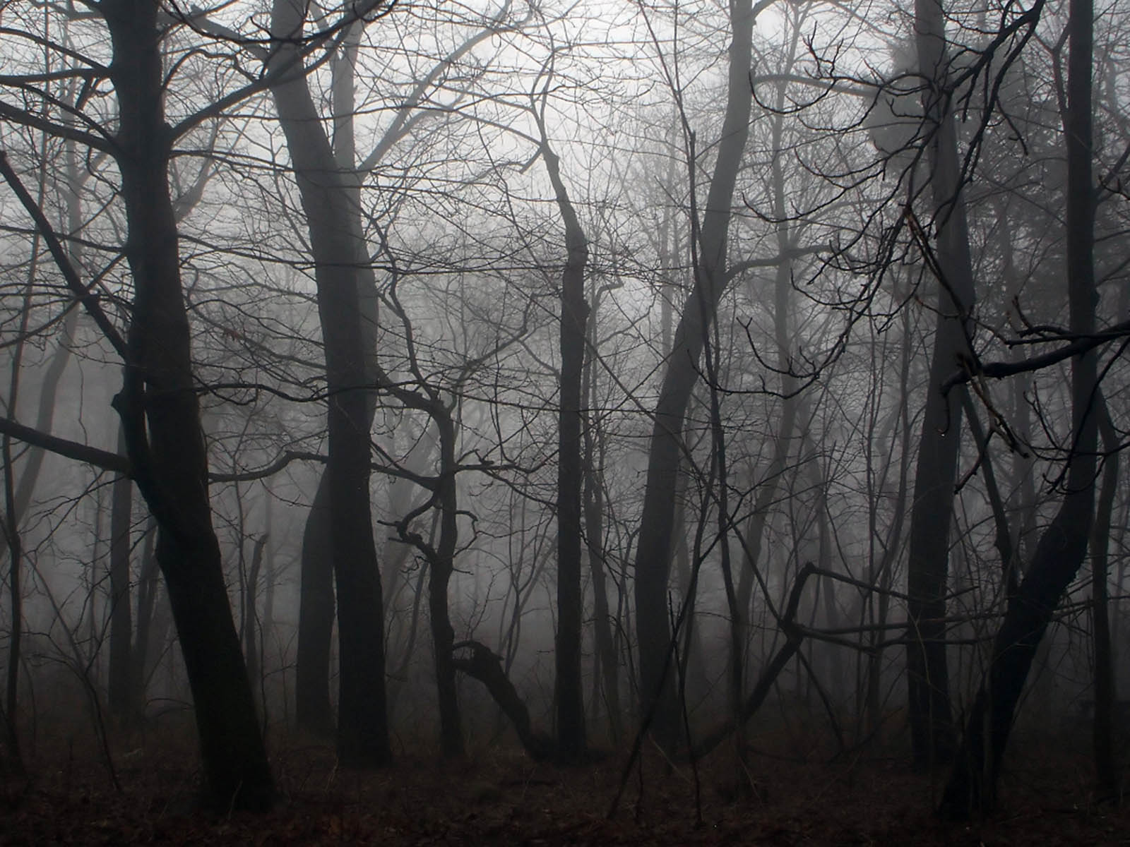 1600x1200 AtoZ2014: Forest