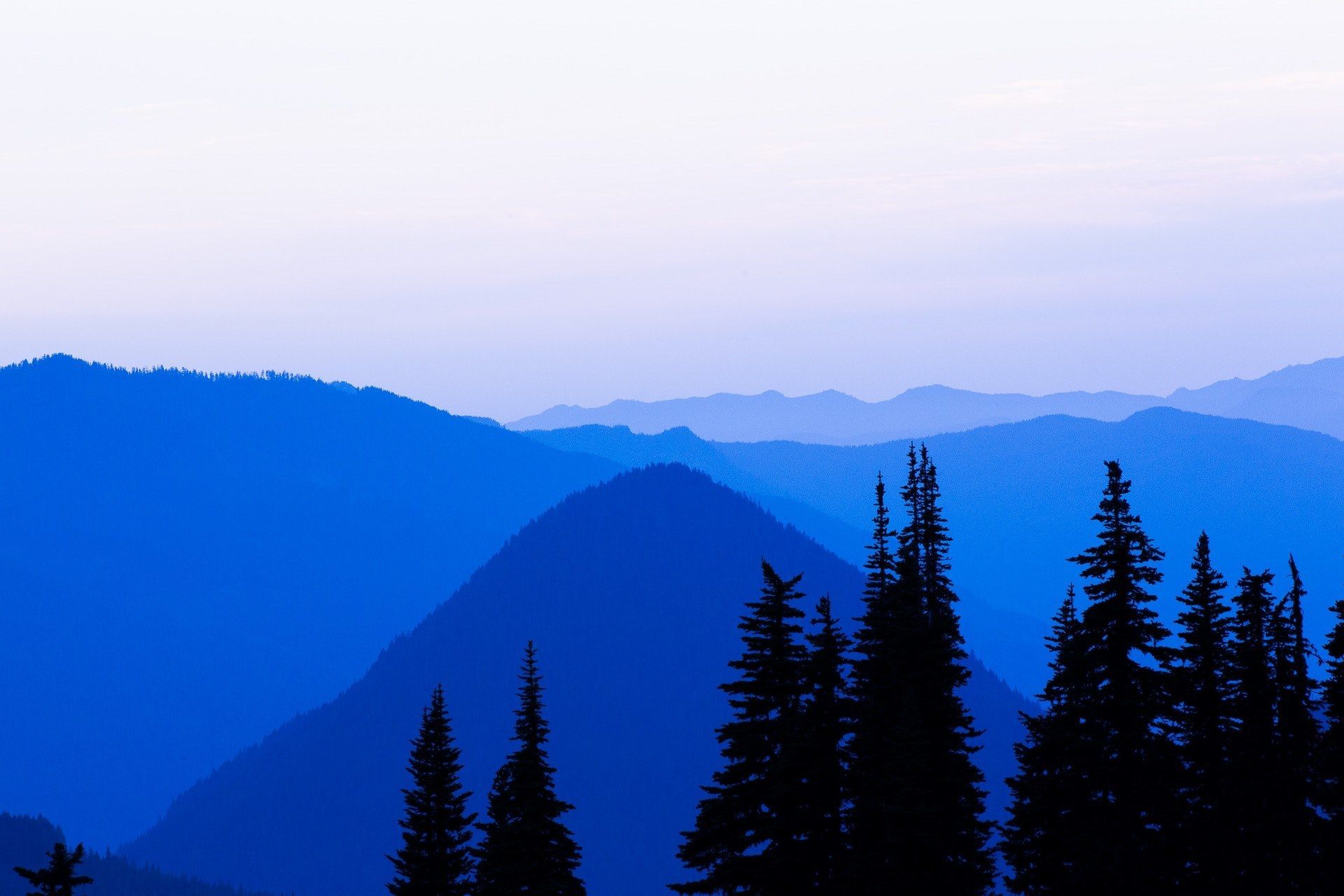 1920x1280 Wallpaper / twilight forest 4k wallpaper free download