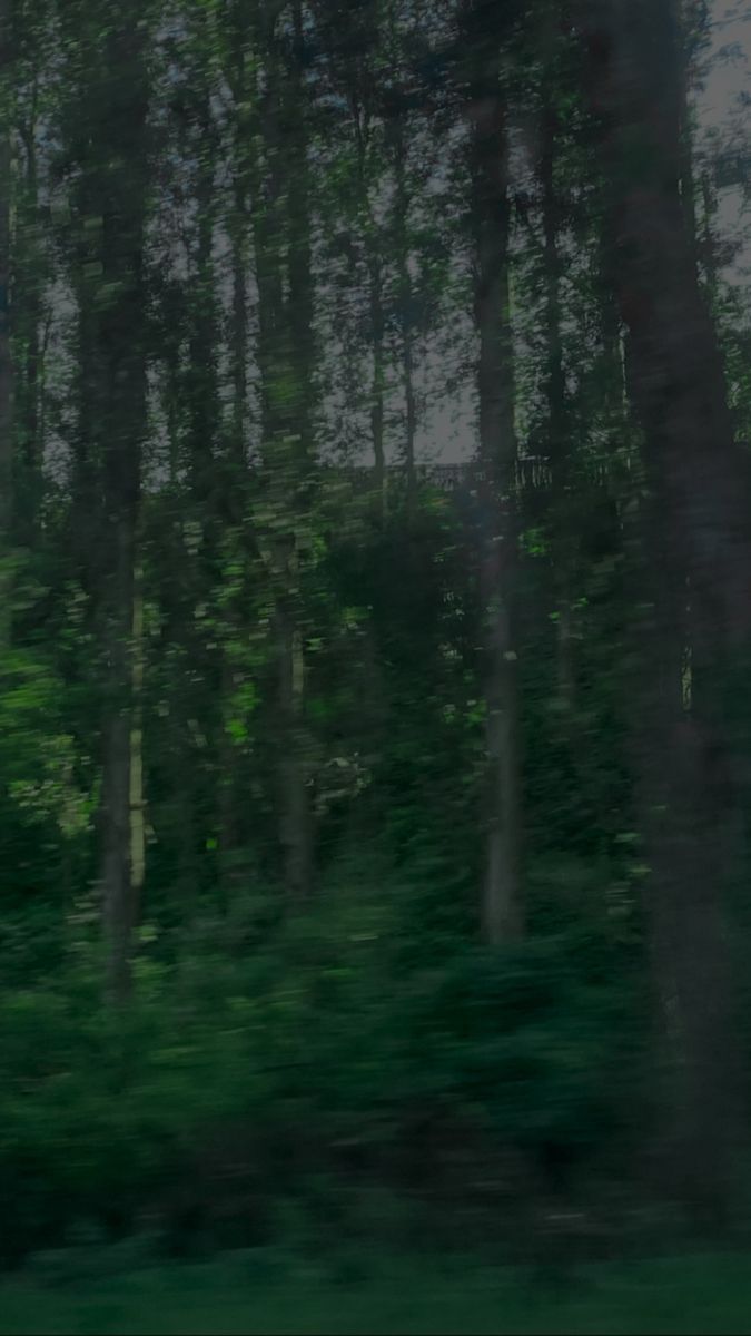 675x1200 Foggy forest. Twilight picture, Twilight new moon, Twilight