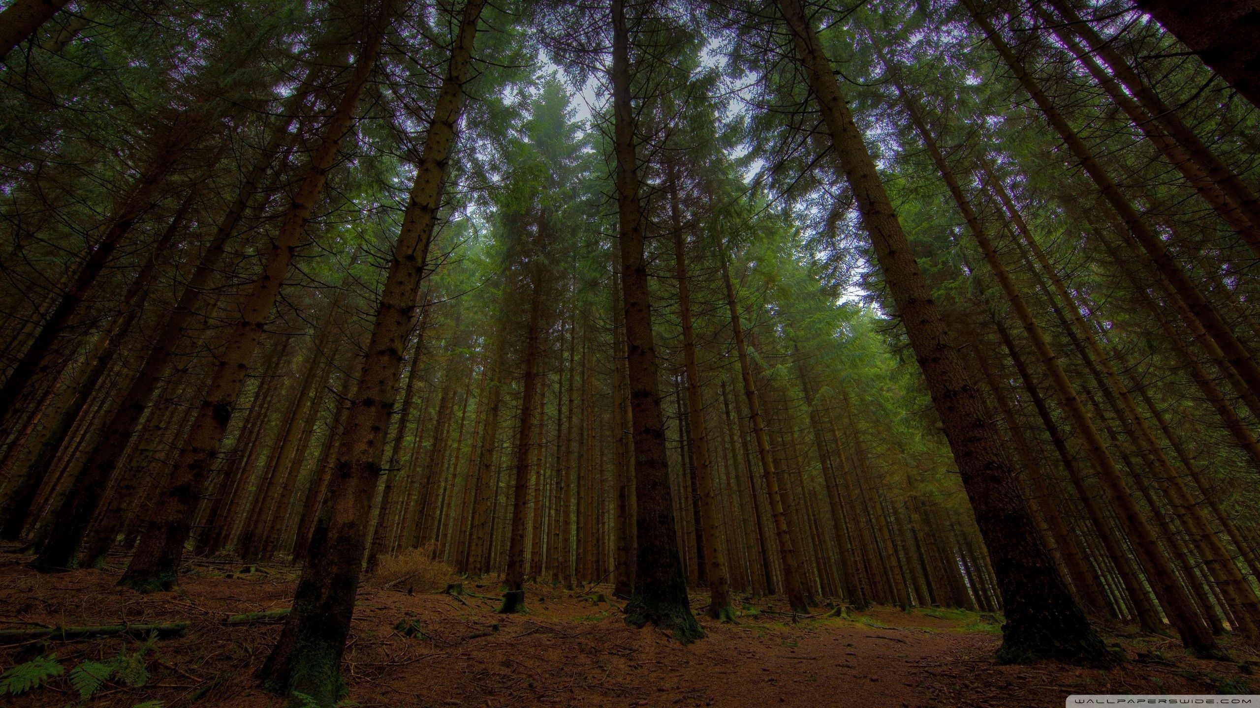 2560x1440 Beautiful Forest Ultra HD Desktop Background Wallpaper for 4K UHD TV : Widescreen & UltraWide Desktop & Laptop