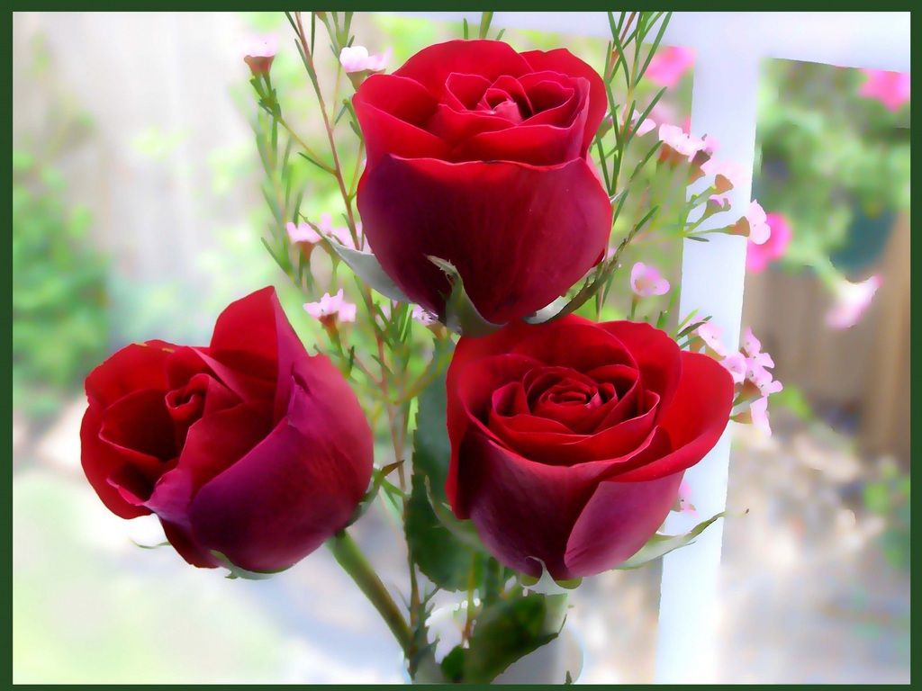 1024x768 Free download Full Screen Red Roses Wallpaper Seen Dil Ki Dunya Tk wallpaper [1024x768] for your Desktop, Mobile & Tablet. Explore Wallpaper Dil Love. Love Background, Background