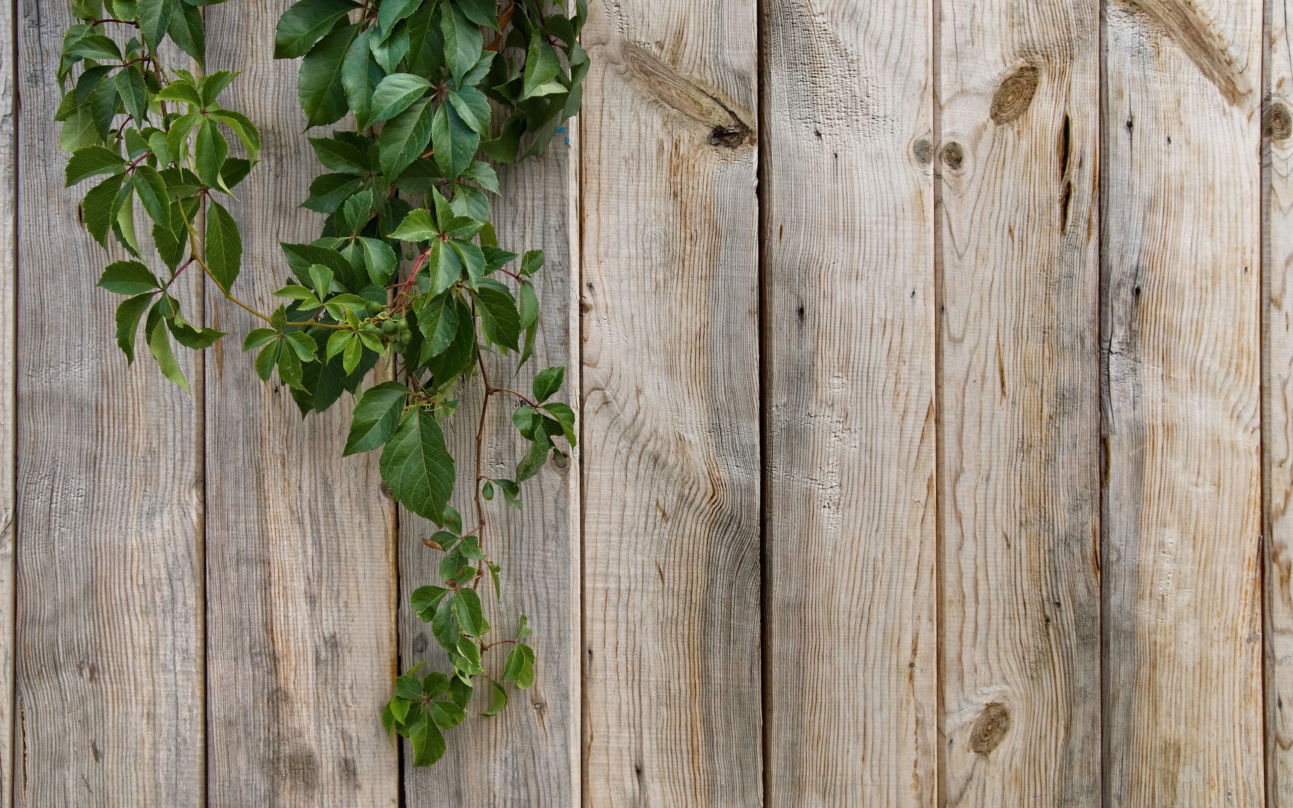 2560x1600 Wood HD Wallpaper