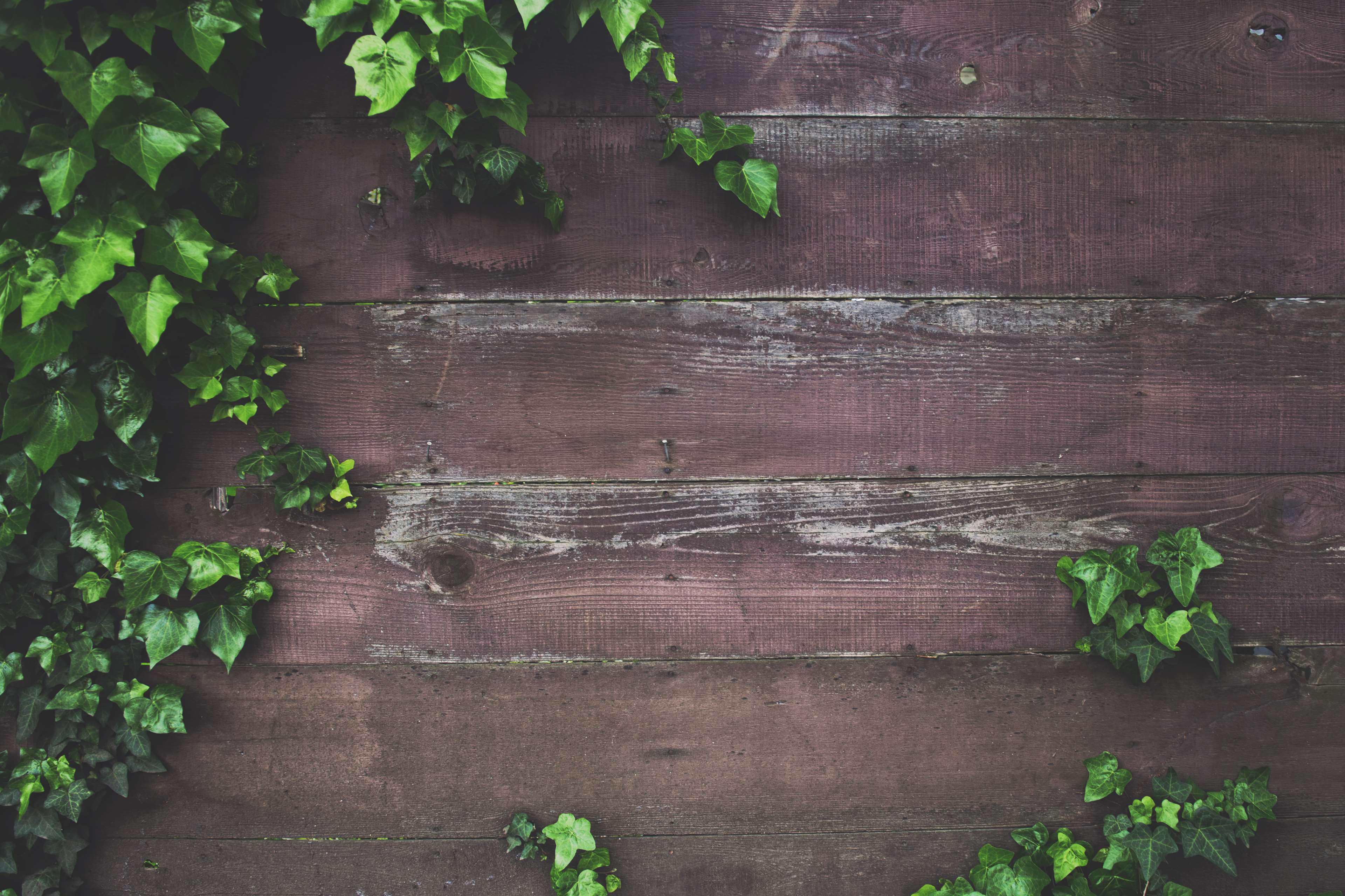 3840x2560 background, background image, fence, ivy, plant, wall, wood 4k Gallery HD Wallpaper