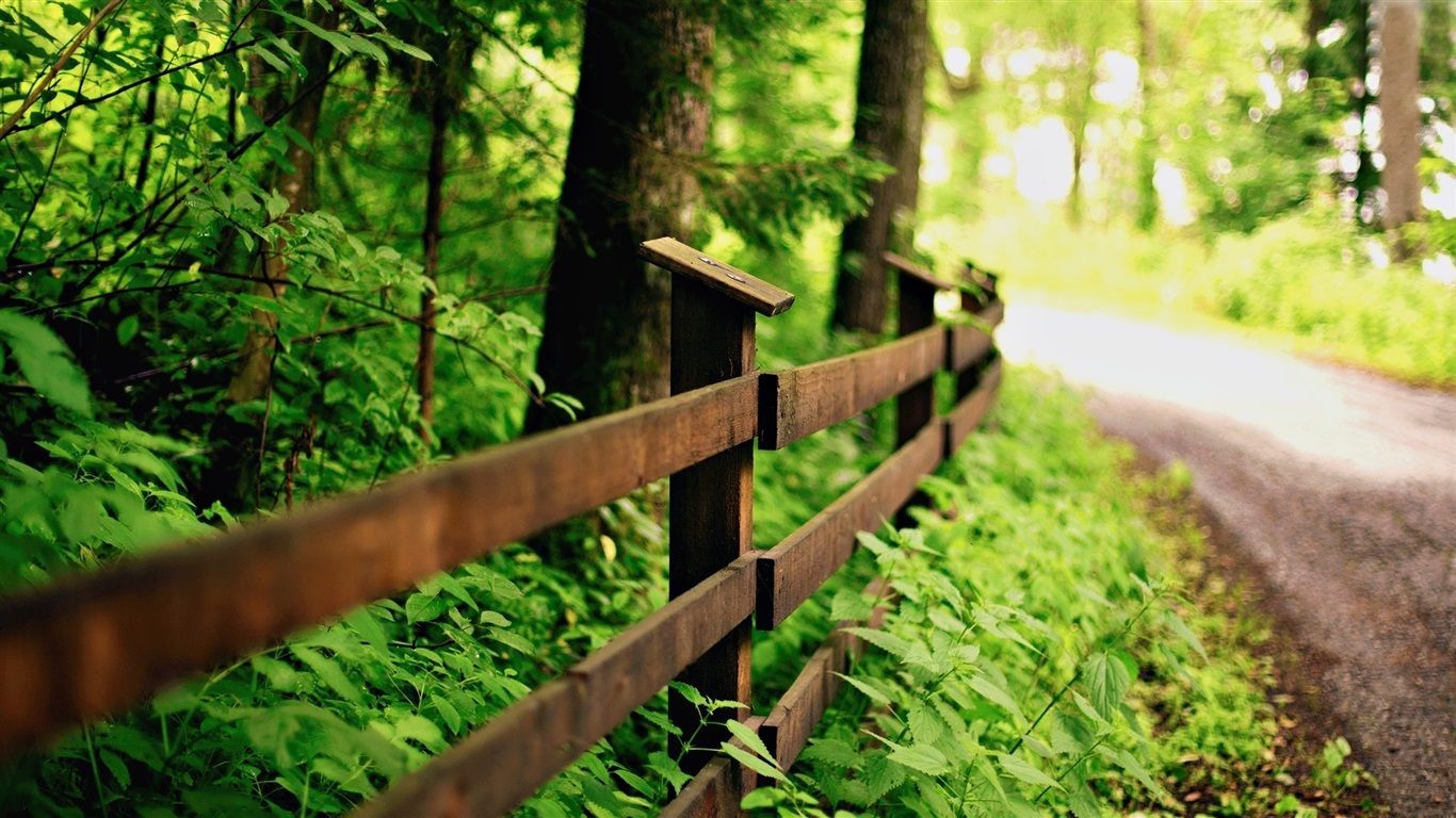 1366x768 Wallpaper Green nature, road, wood fence 1920x1080 Full HD 2K Picture, Image