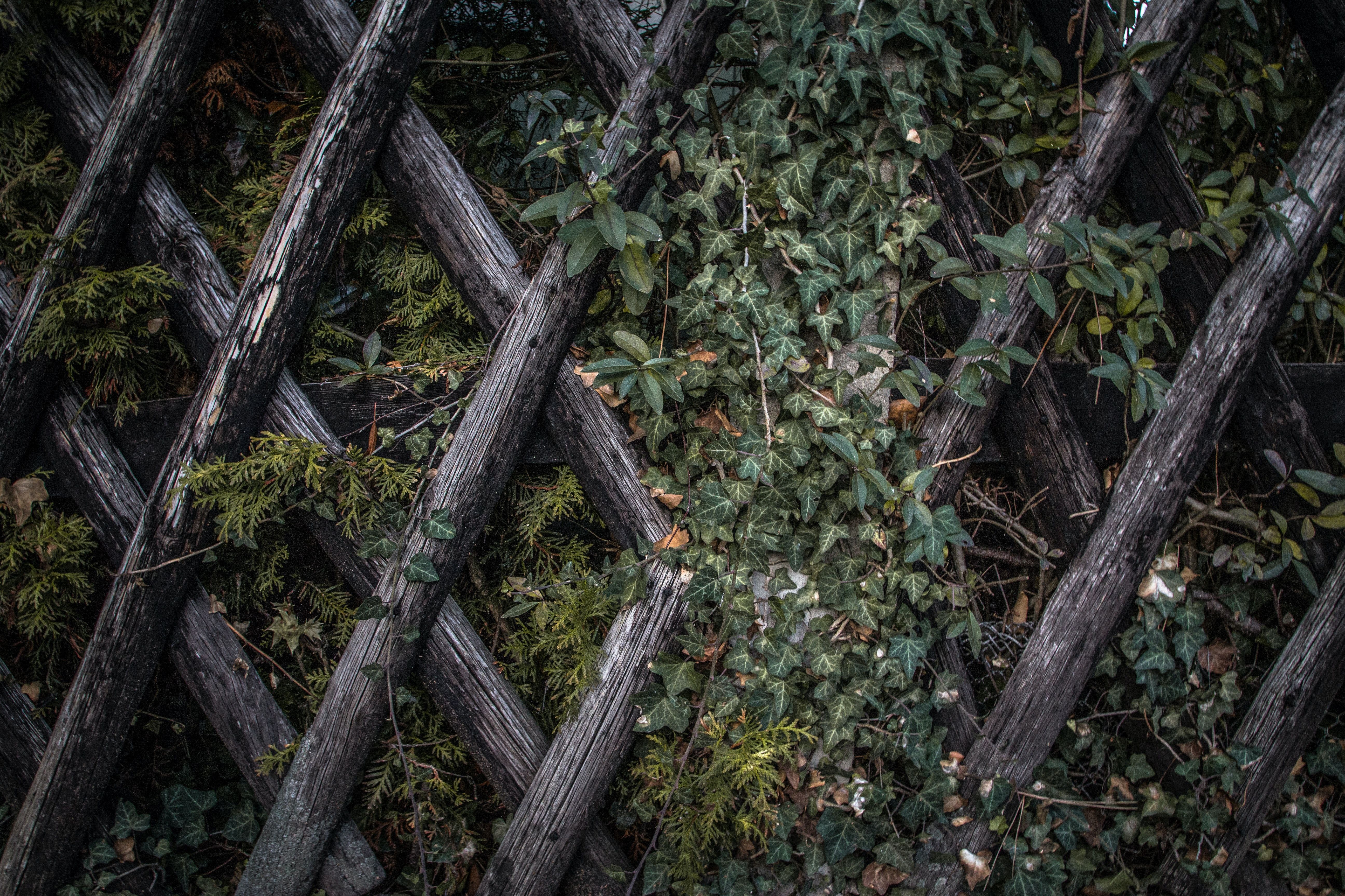 5184x3456 Wood Fence Photo, Download The BEST Free Wood Fence & HD Image