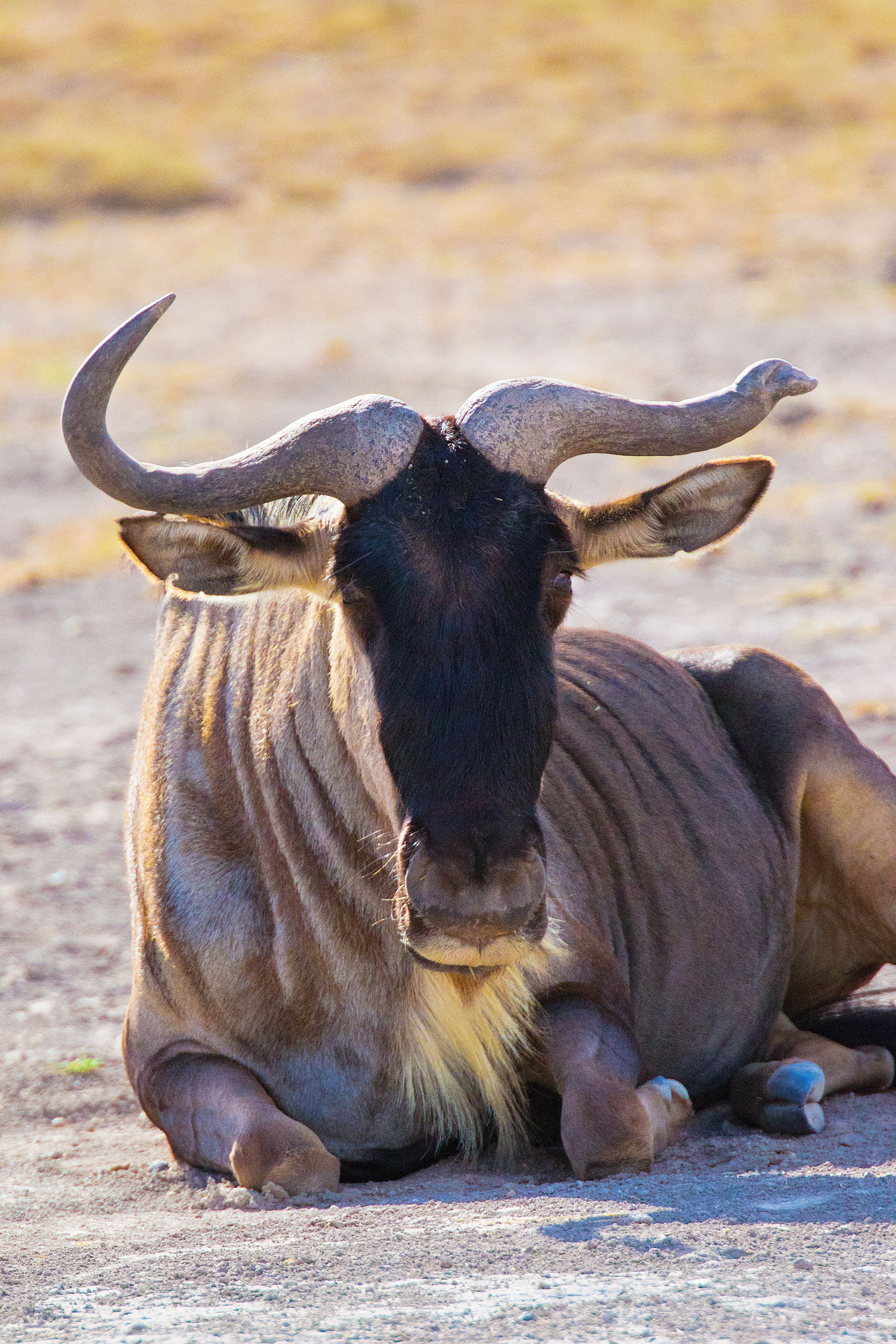3072x4608 Wildebeest Photo, Download The BEST Free Wildebeest & HD Image