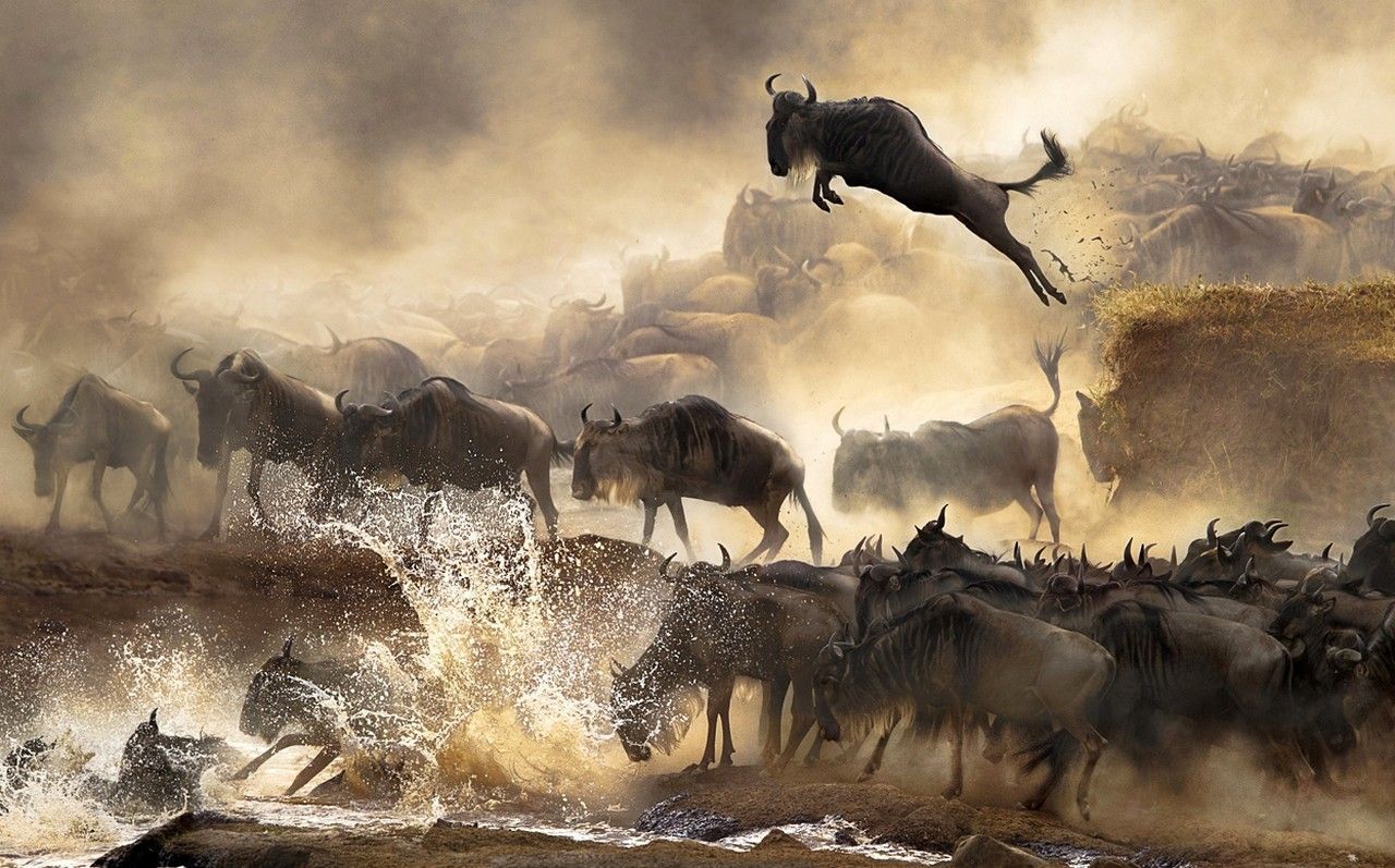 1280x797 Wildebeest Wallpaper