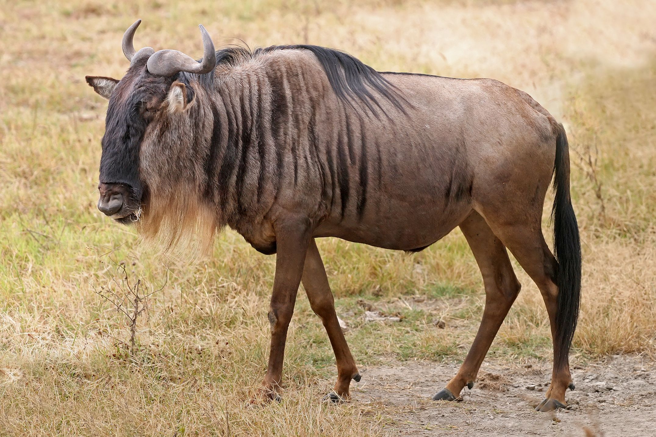 2151x1434 Animal Wildebeest HD Wallpaper