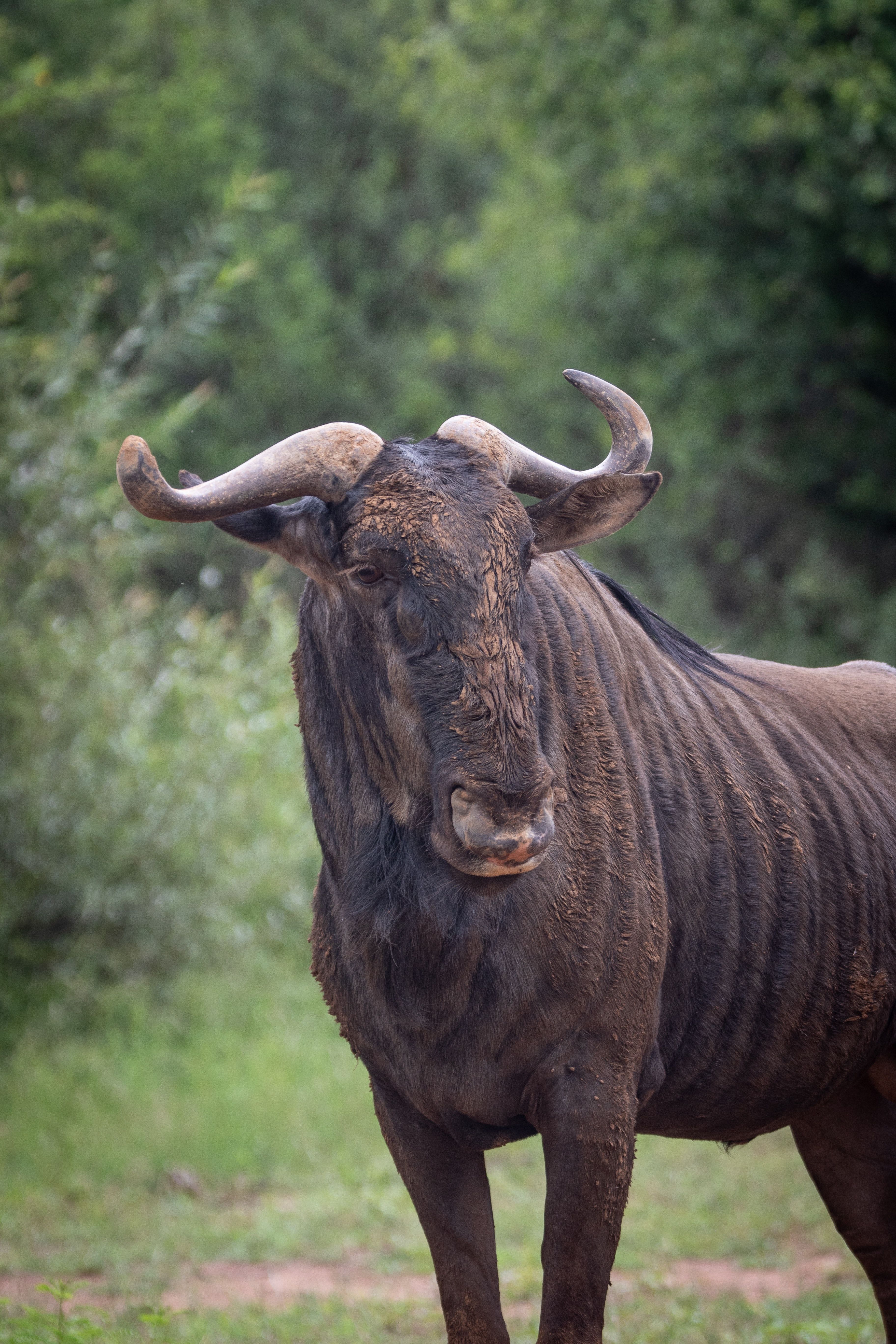 3648x5472 Blue Wildebeest Photo, Download The BEST Free Blue Wildebeest & HD Image