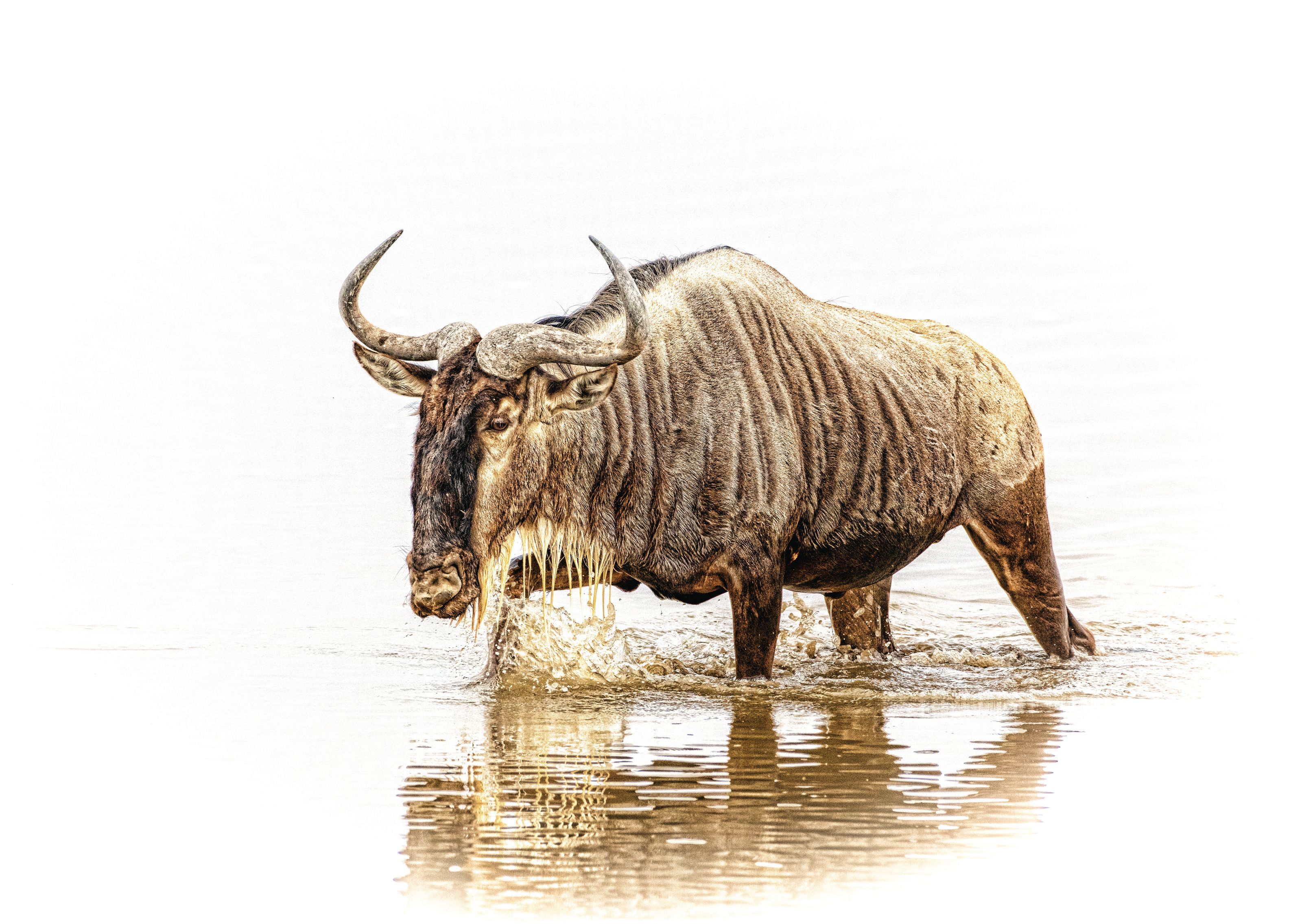 3200x2272 Wildebeest Wallpaper Mural Your Way