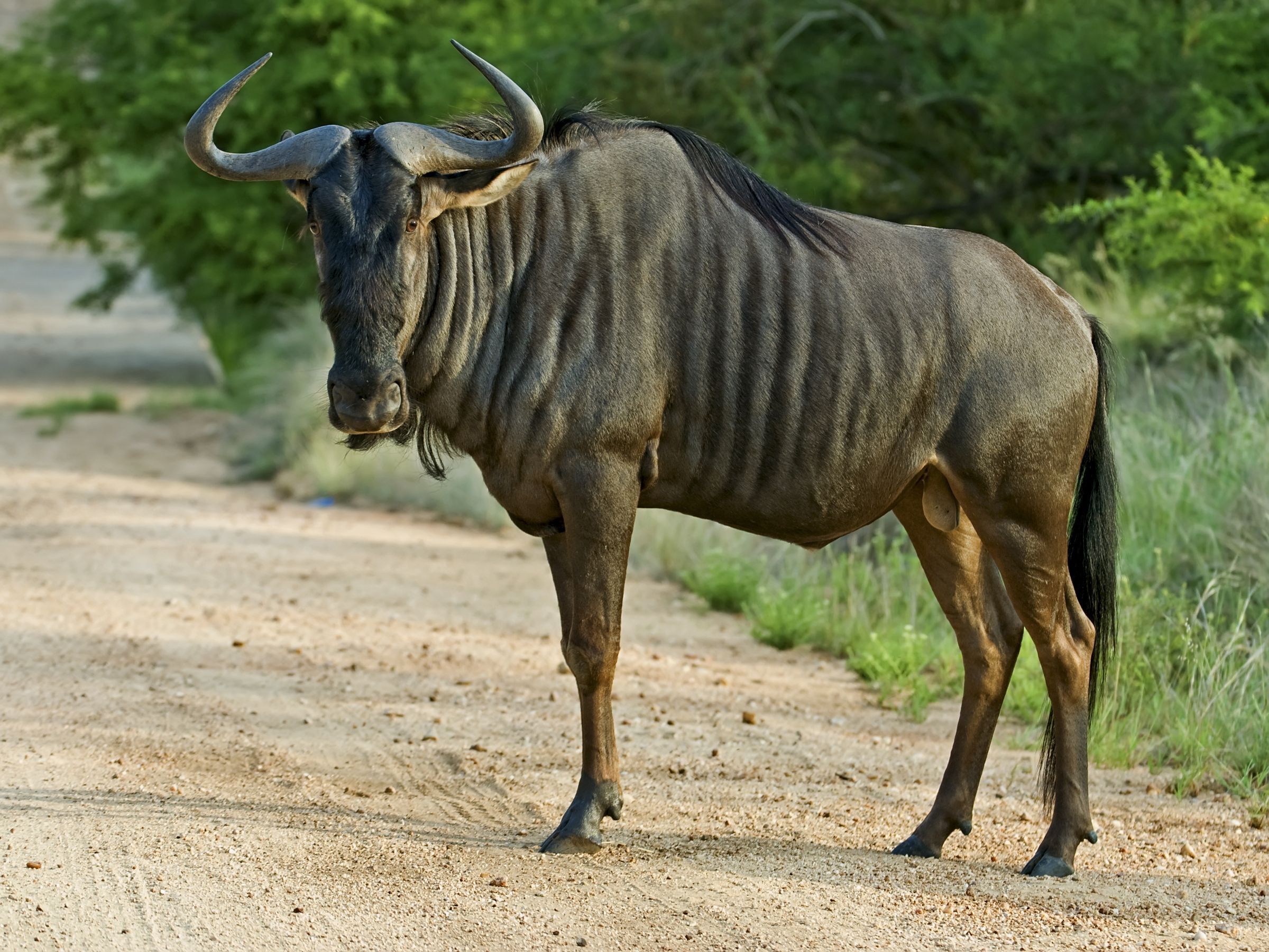 2400x1800 Animal Wildebeest HD Wallpaper