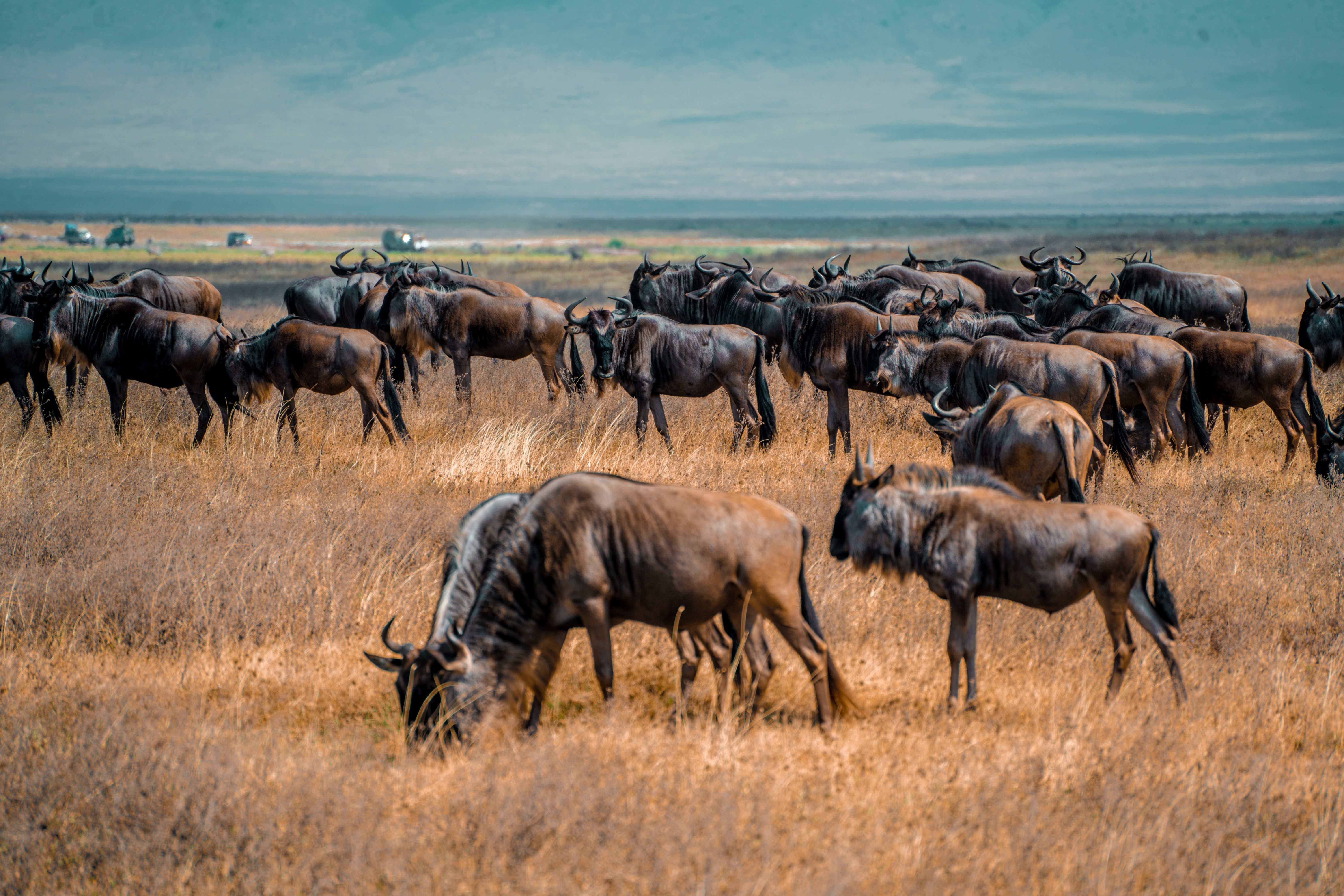 6000x4000 Blue Wildebeest Photo, Download The BEST Free Blue Wildebeest & HD Image