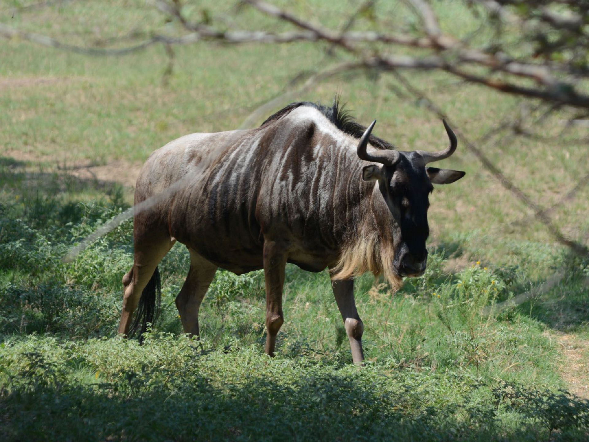 1920x1440 Blue Wildebeest Wallpaper