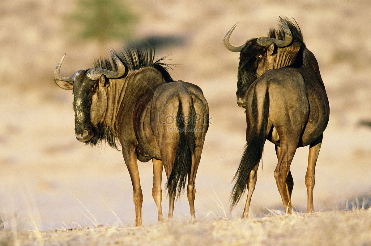 Wildebeest Wallpapers - Top Free Wildebeest Backgrounds - WallpaperAccess