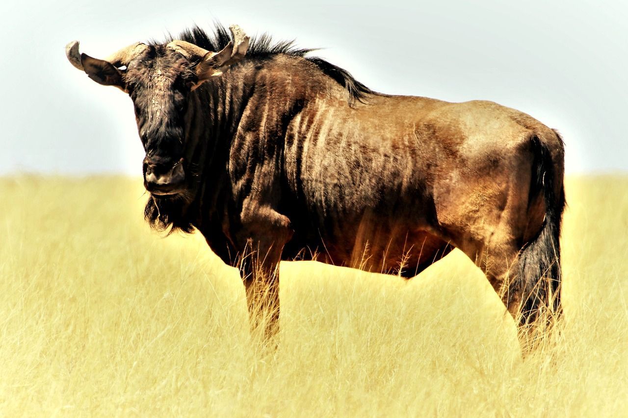 1280x853 Blue Wildebeest Gnu Shaggy Beard