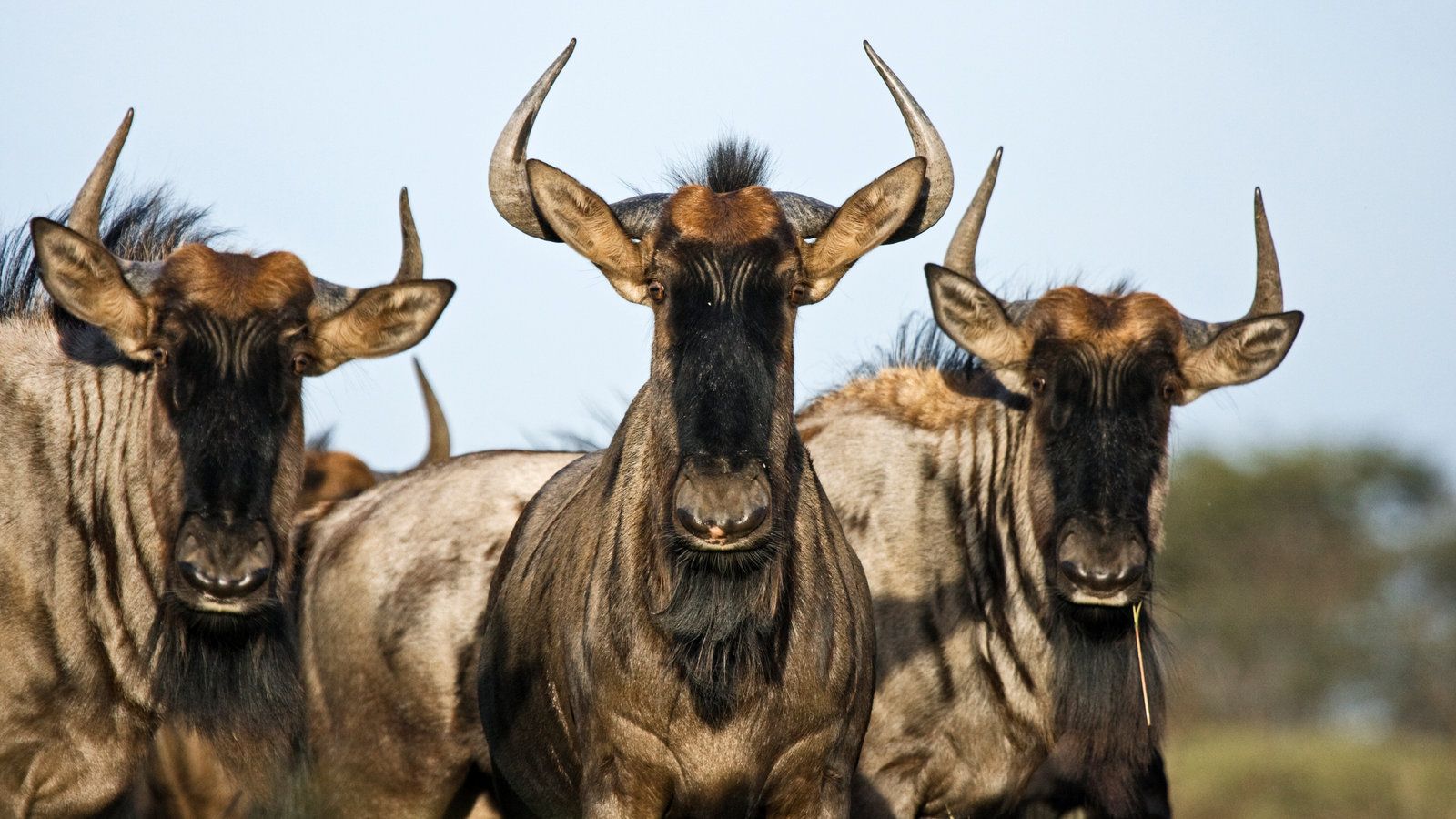 1600x900 The Wildebeest Is One Highly Toned Machine