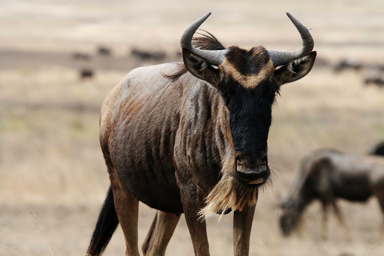 1280x853 HD desktop wallpaper: Animal, Wildebeest, Gnu download free picture
