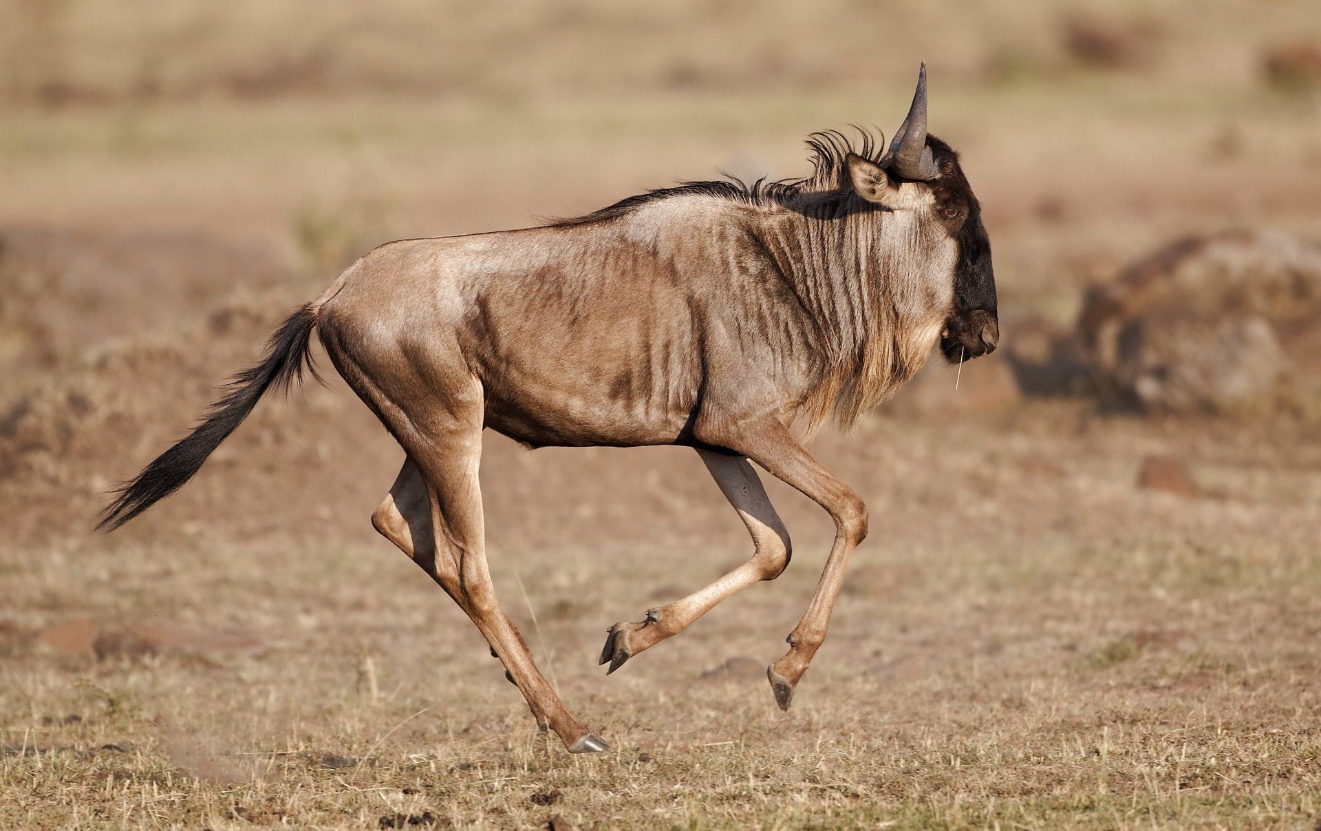 1920x1207 Wallpaper / Wildebeest, 1080P, Animal free download