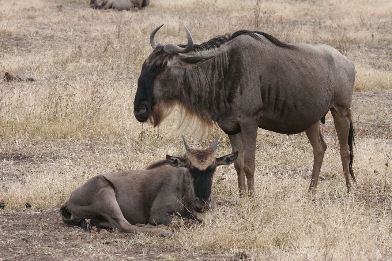 1280x853 Gnu Wildebeest Africa