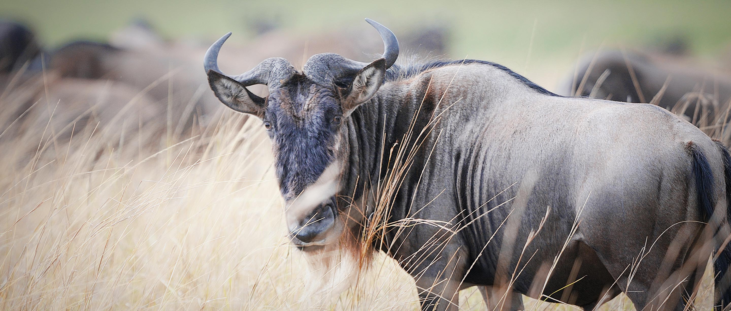 2880x1228 Wildebeest. African Wildlife Foundation