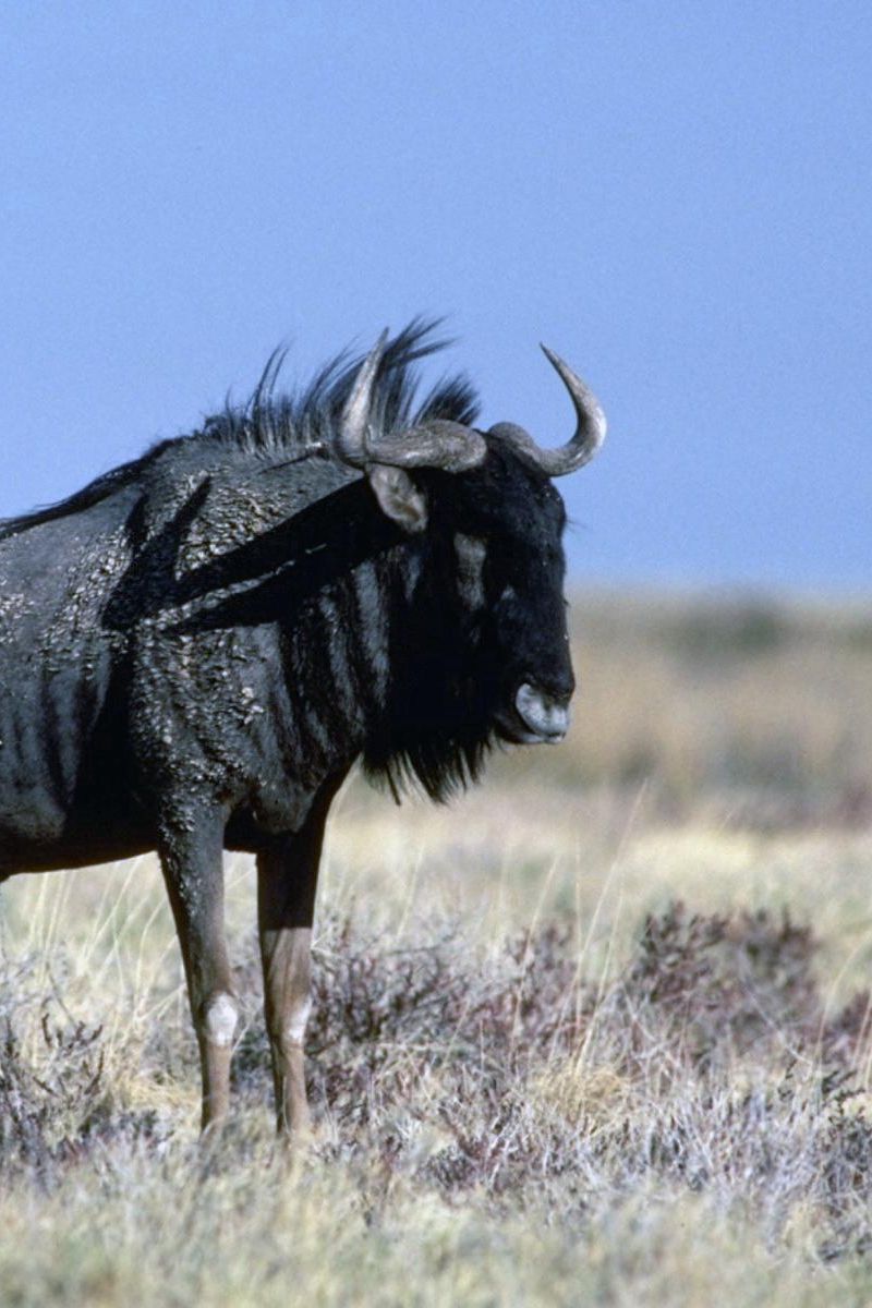 800x1200 Download Wallpaper 800x1200 Wildebeest, Grass, Horn Iphone 4s 4 For Parallax HD Background