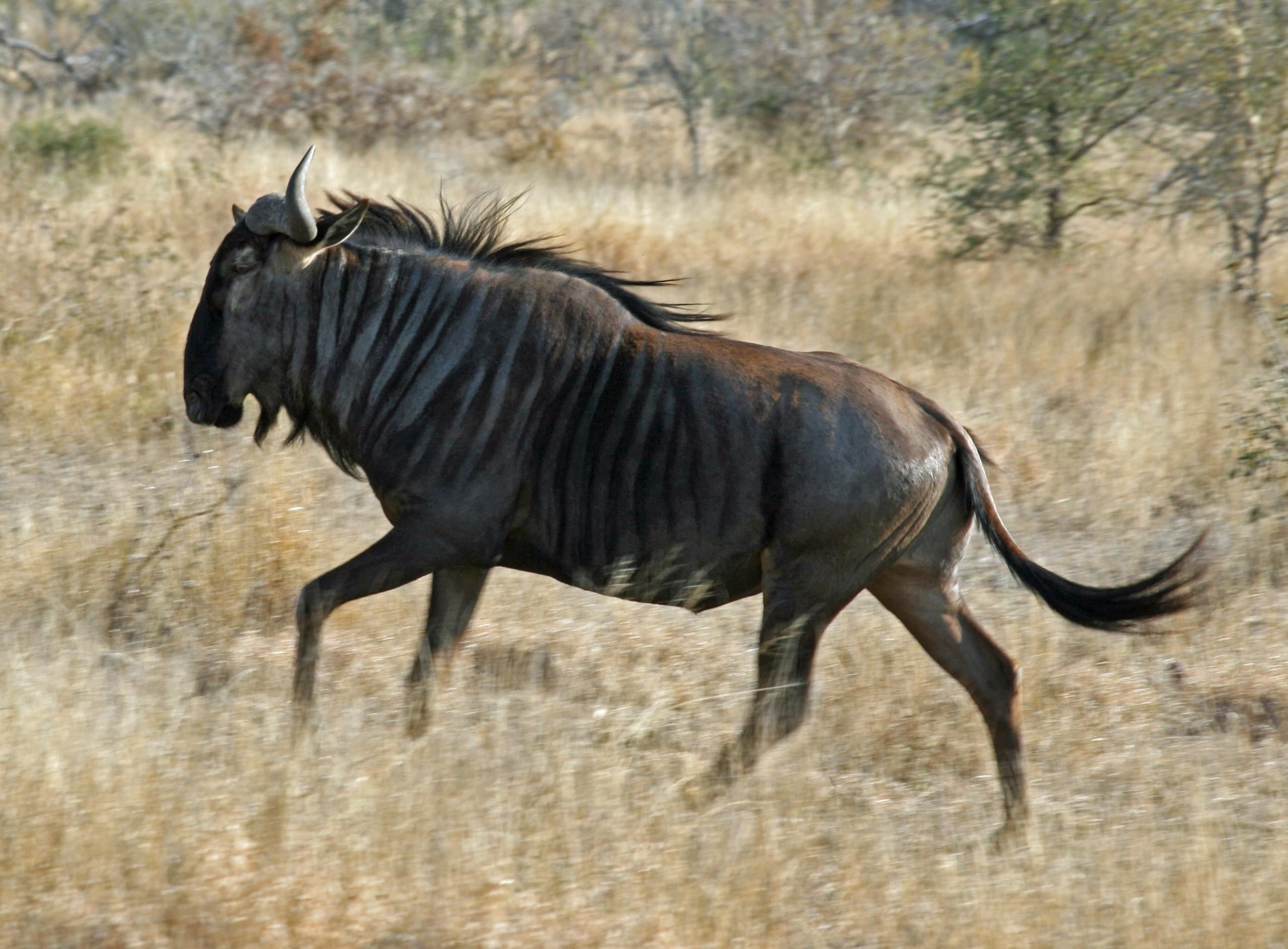 2559x1886 wildebeest HD wallpaper, background