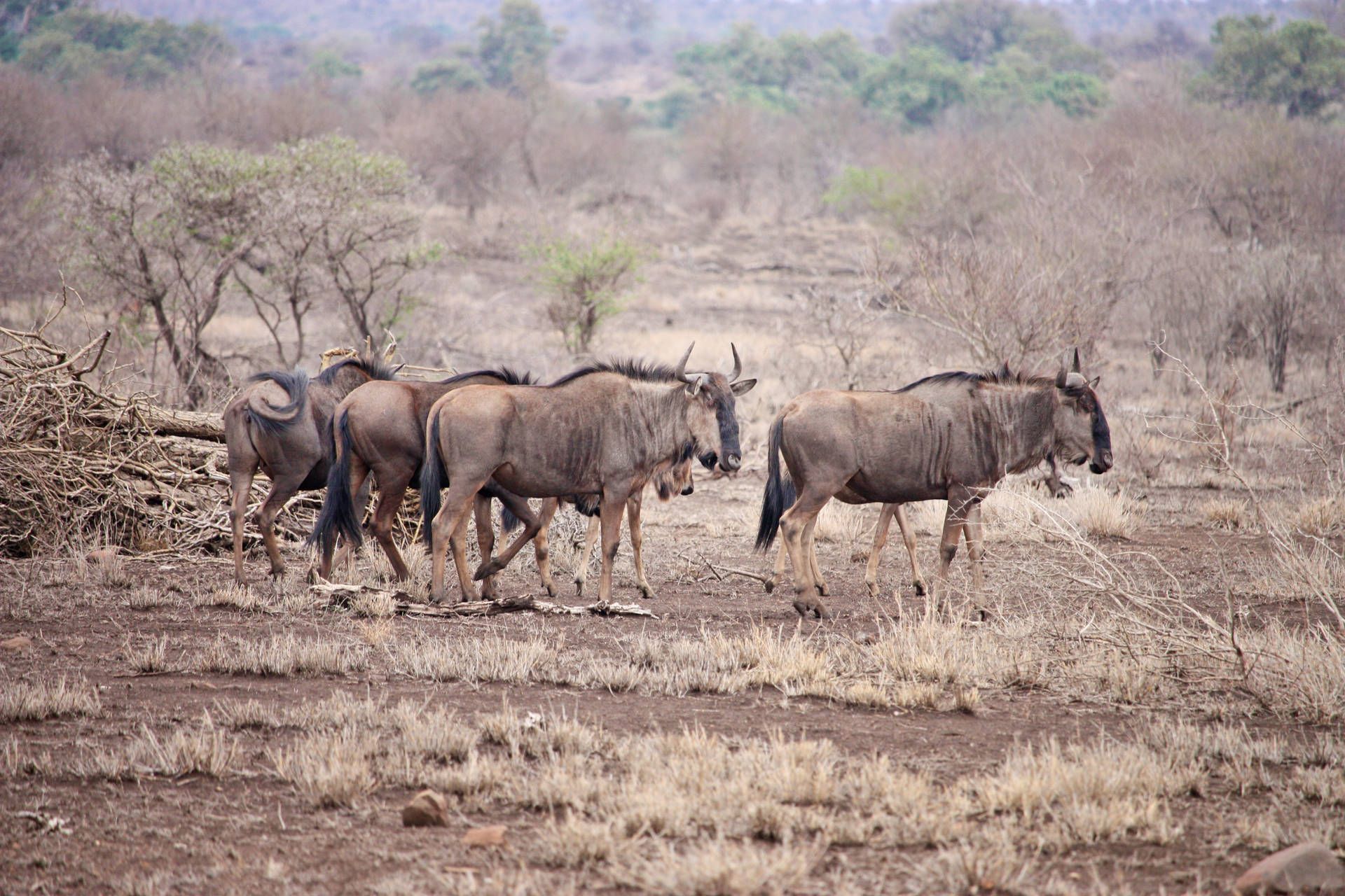 1920x1280 Download Botswana Wildebeest Group Wallpaper