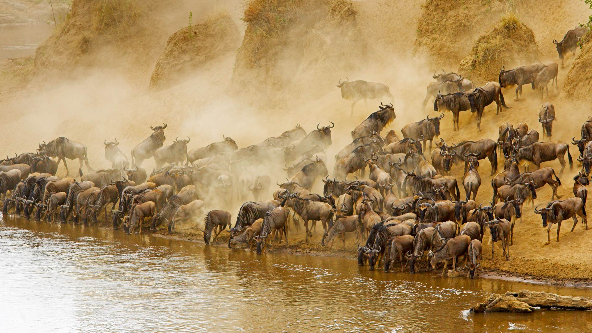 1920x1080 Blue Wildebeests