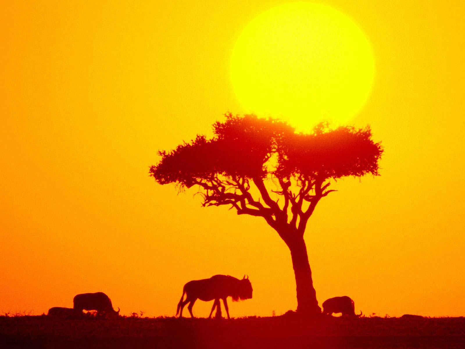 1600x1200 Wildebeest Wallpaper and Background