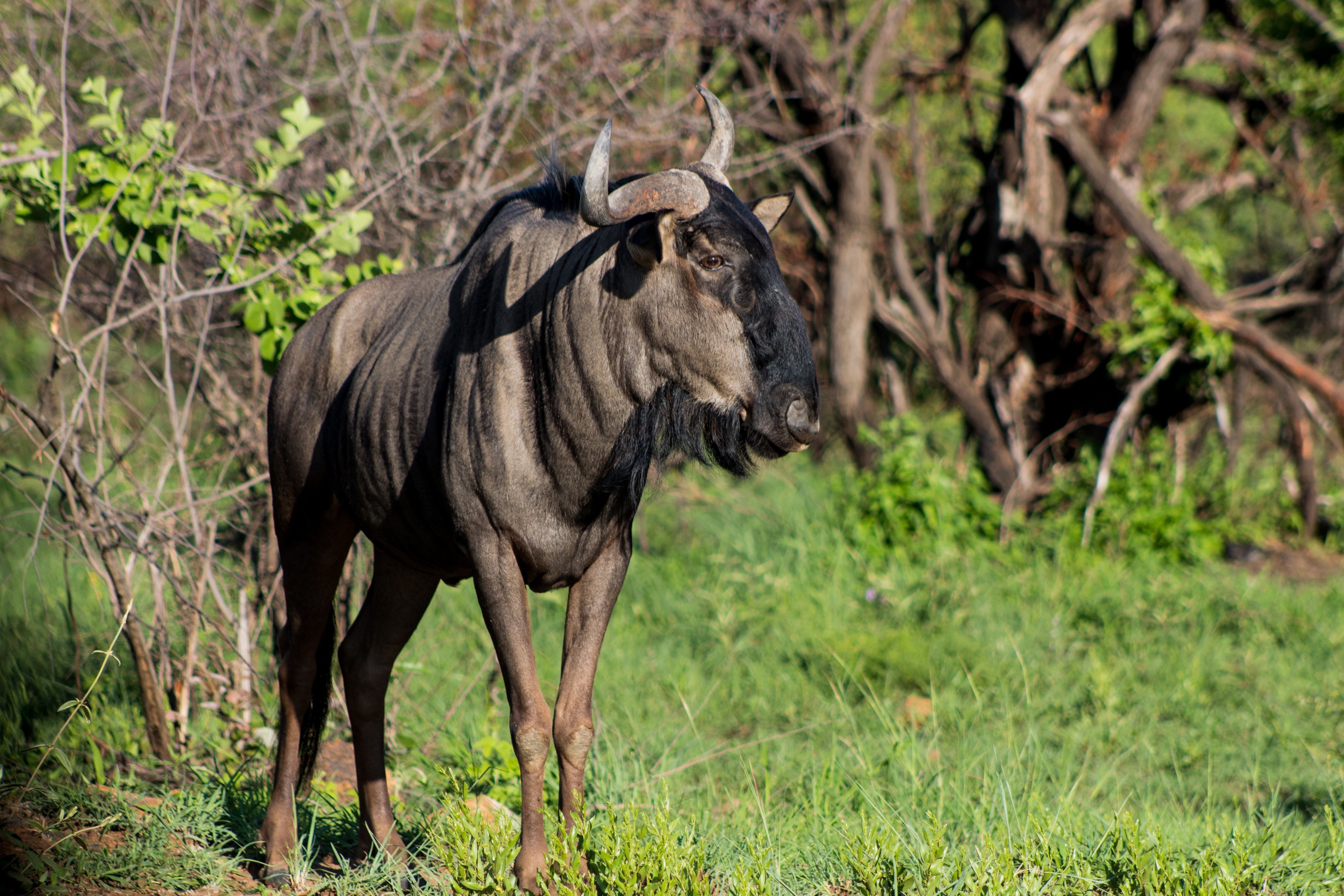 4000x2667 Blue Wildebeest Photo, Download The BEST Free Blue Wildebeest & HD Image