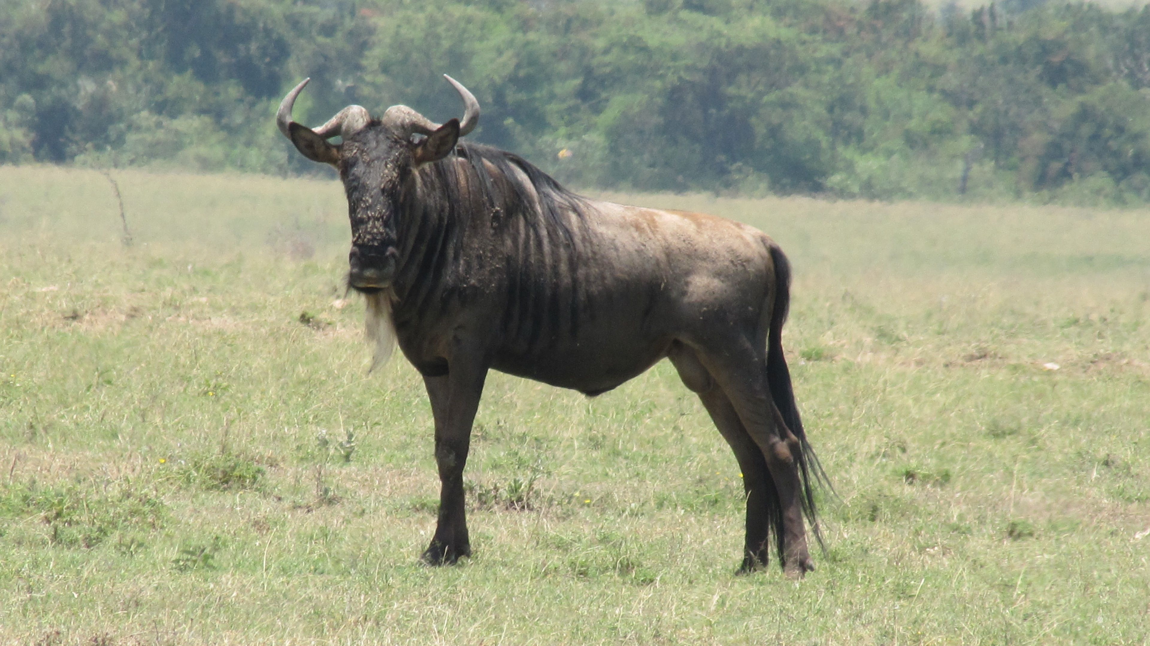 3840x2160 Download Wildebeest wallpaper for mobile phone, free Wildebeest HD picture