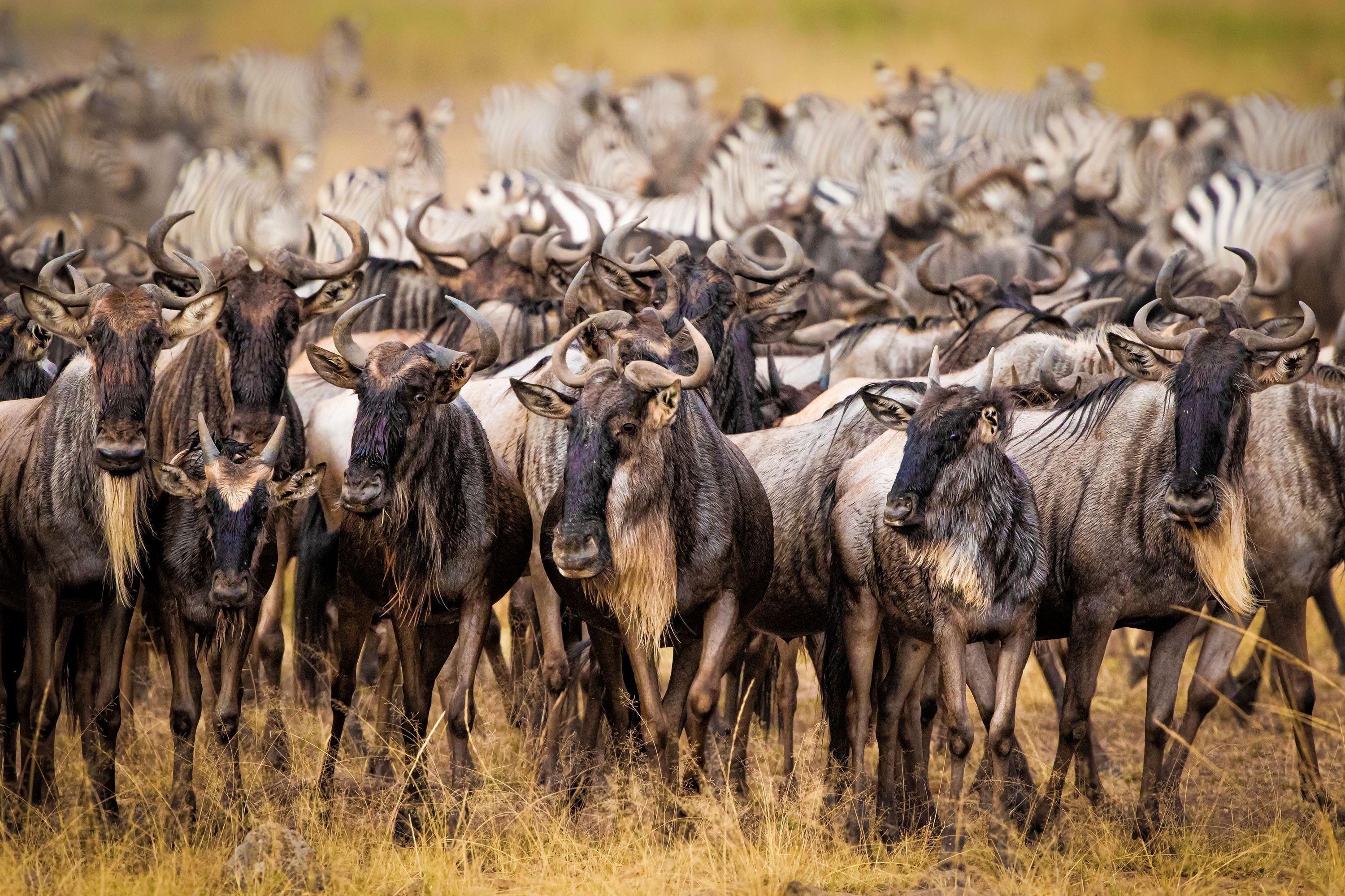 3000x2000 Animal Wildebeest HD Wallpaper