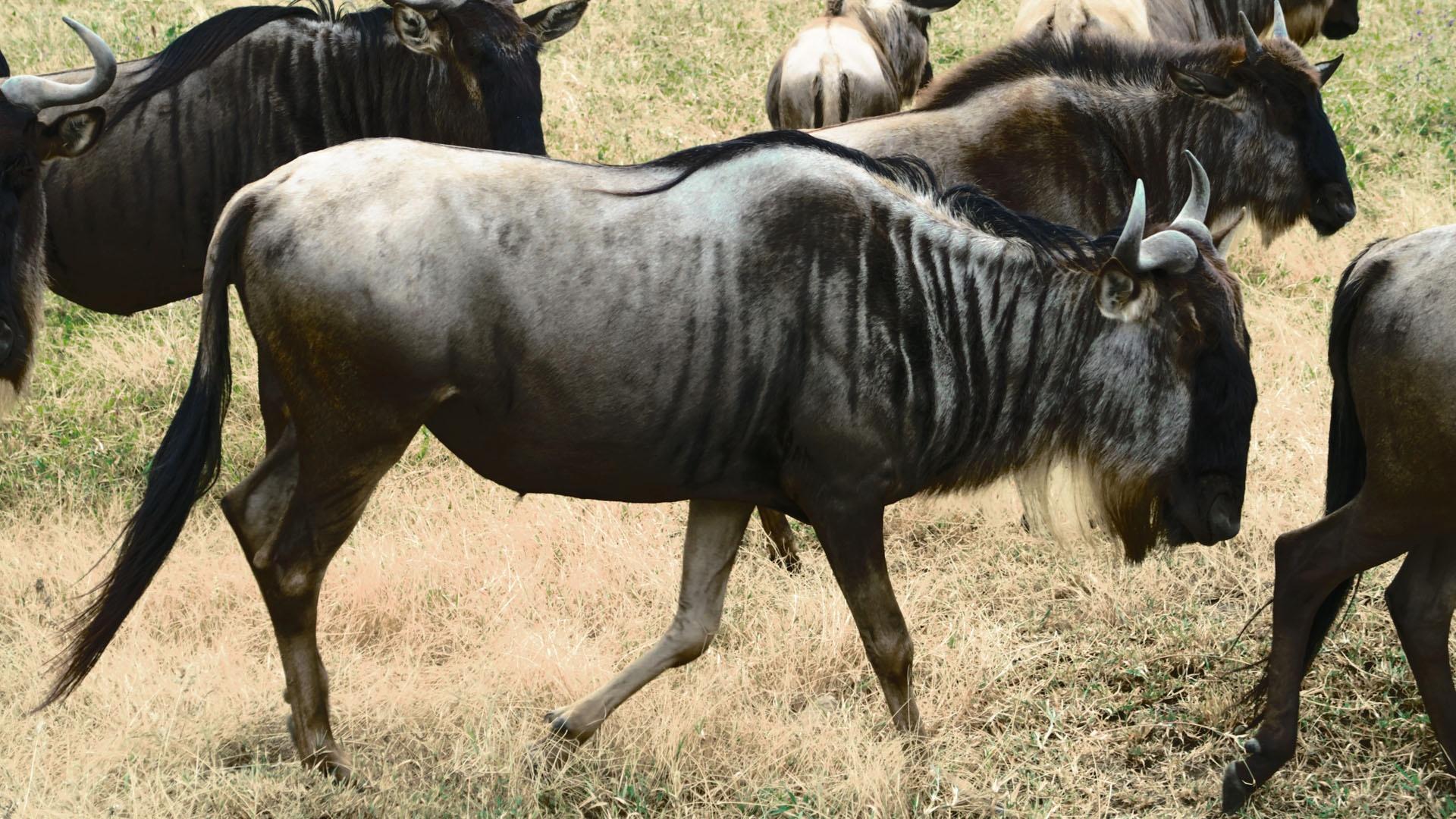 1920x1080 Nature. How Wildebeest Saved the Serengeti. Season 38