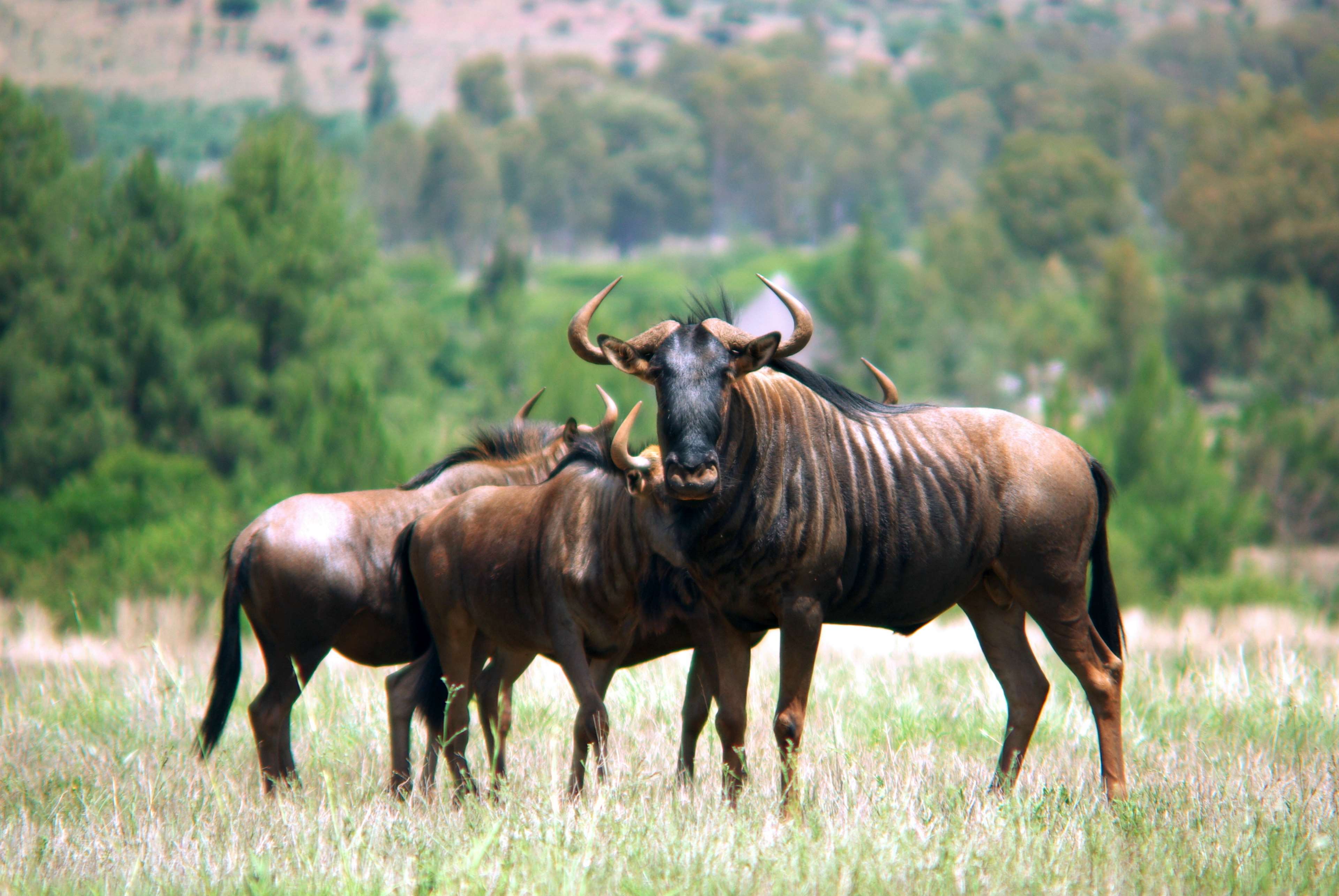 3840x2571 wildebeest HD wallpaper, background