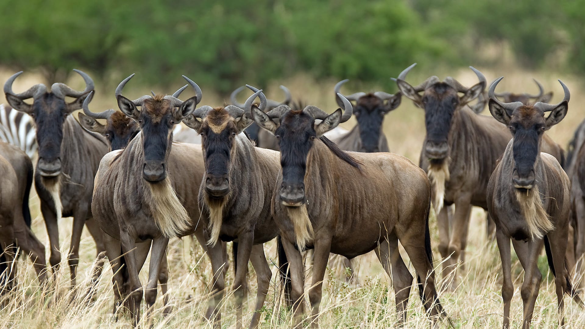1920x1080 Wildebeest Image and Expeditions