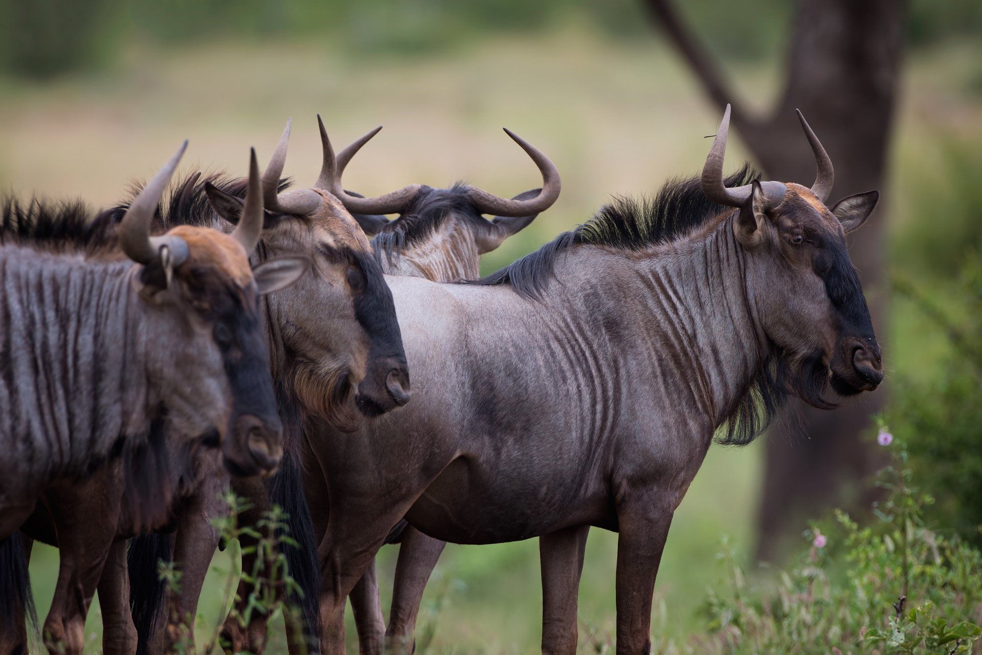 Wildebeest Wallpapers - Top Free Wildebeest Backgrounds - WallpaperAccess