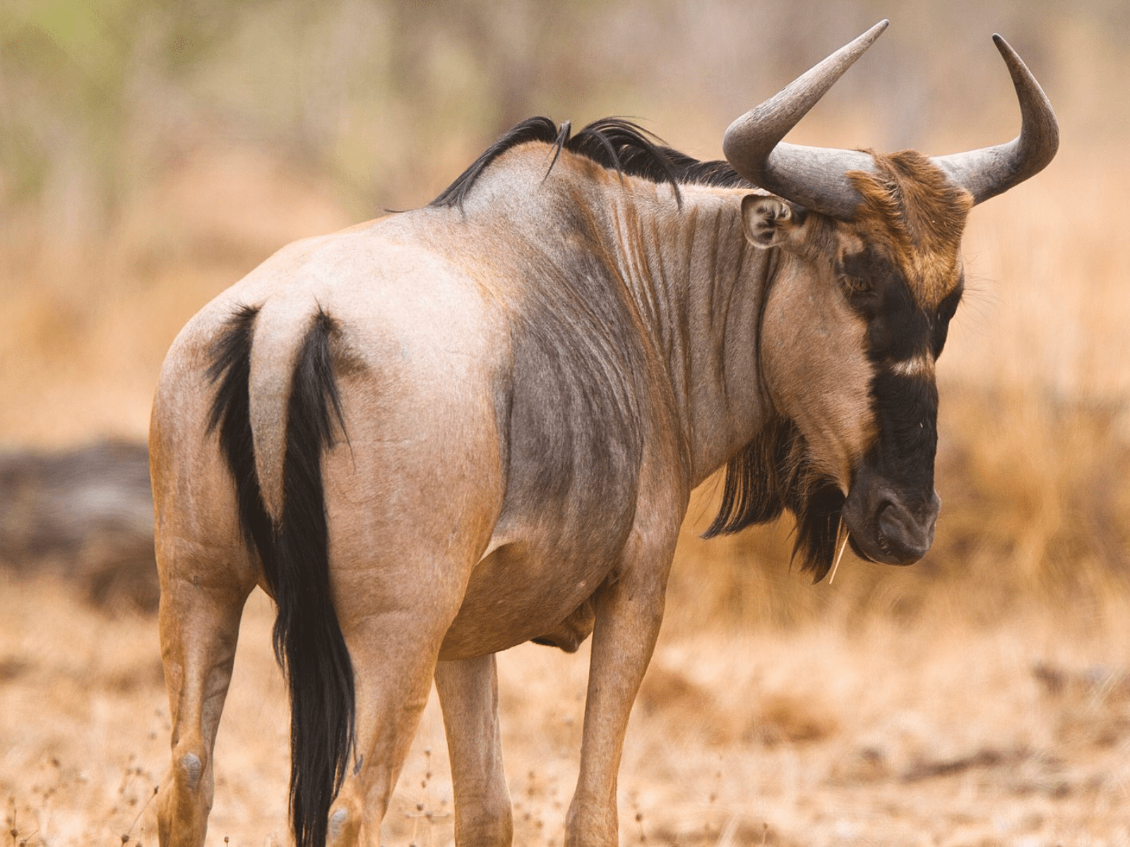 Wildebeest Wallpapers Top Free Wildebeest Backgrounds WallpaperAccess