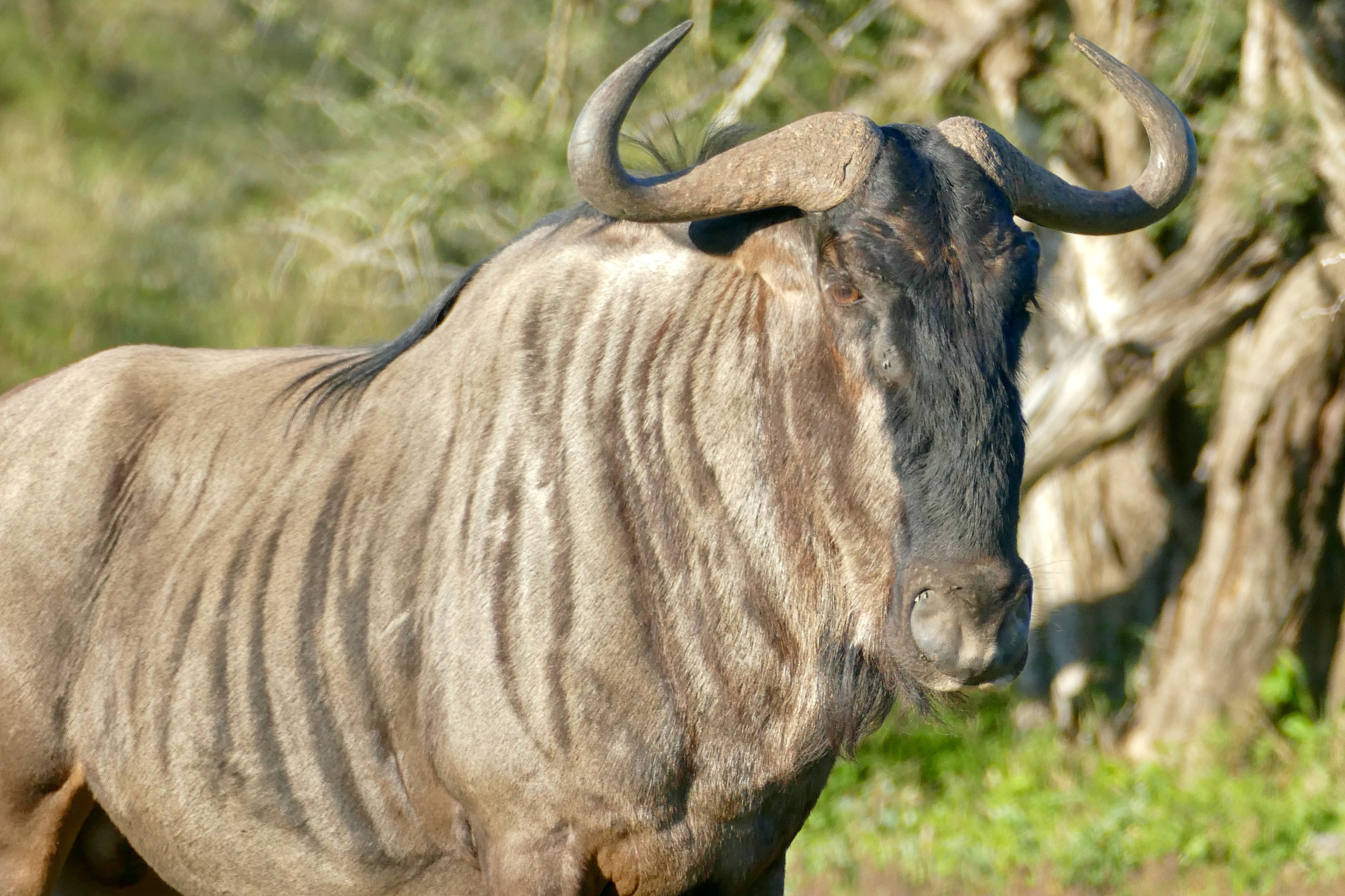 5472x3648 Blue Wildebeest (Connochaetes taurinus)