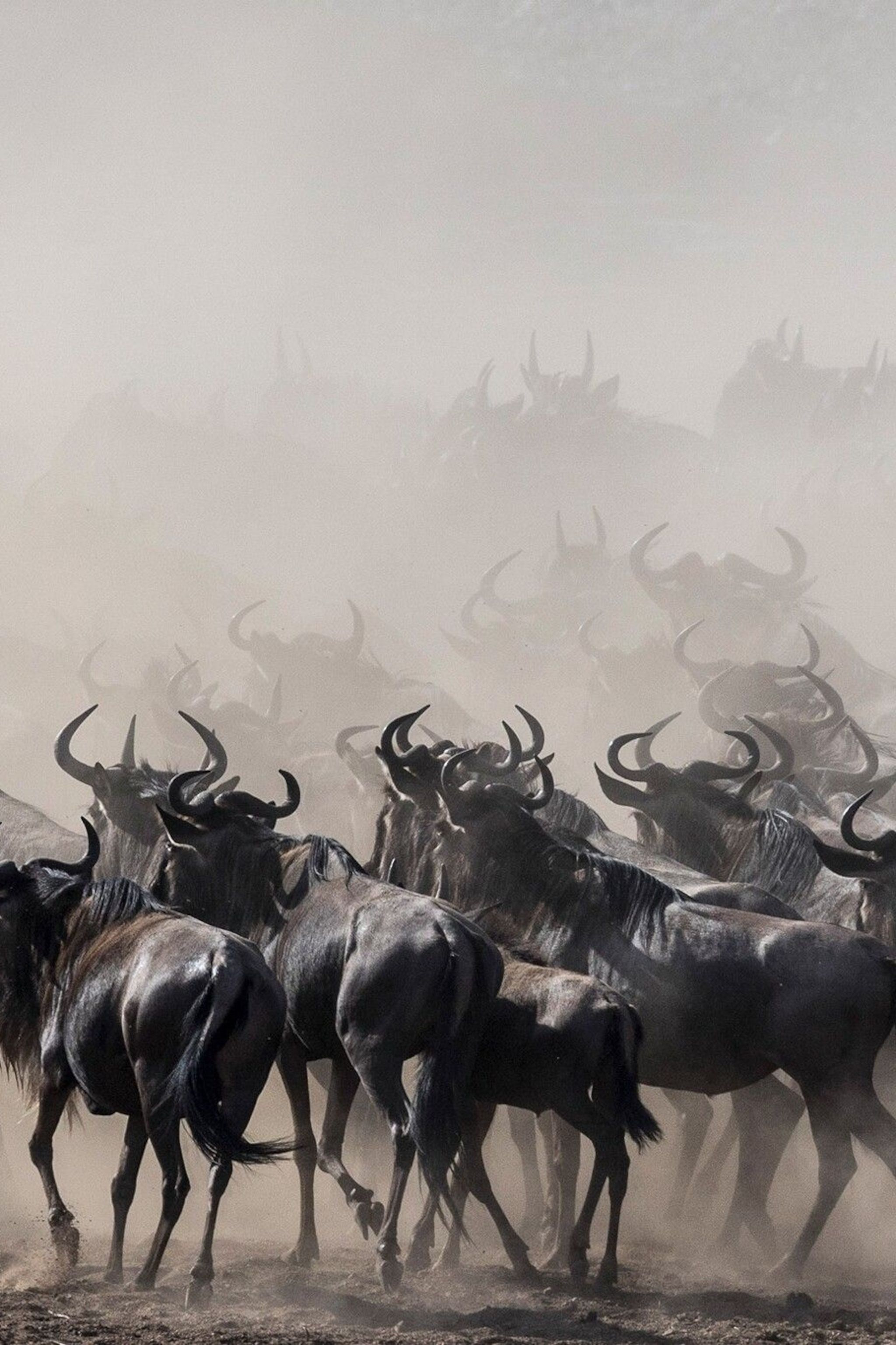 2048x3072 The greatest show on Earth: tracking the wildebeest migration across Tanzania's Serengeti